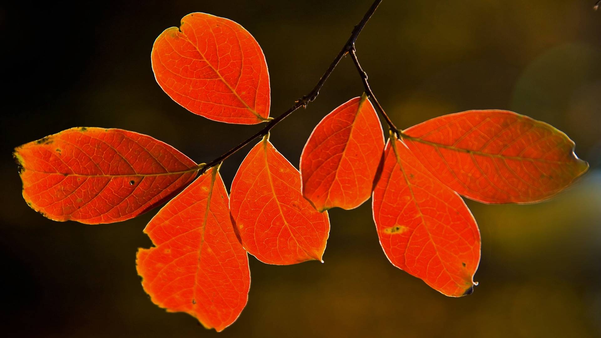 лист, осень, дерево