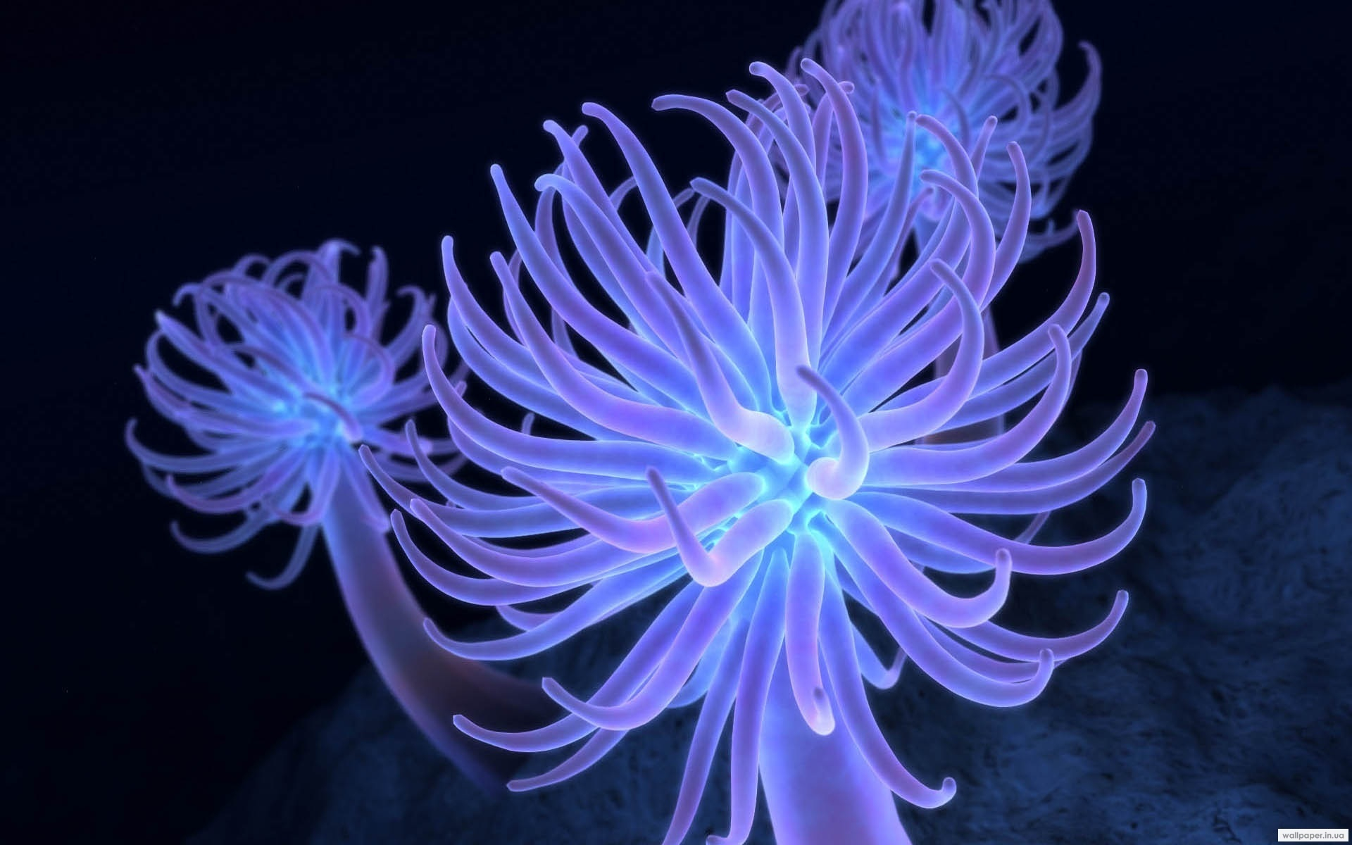 фон, медузы