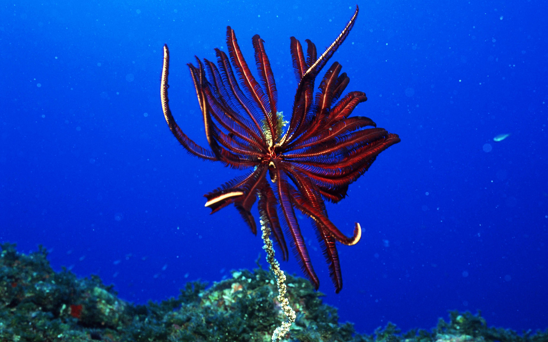 underwater, world