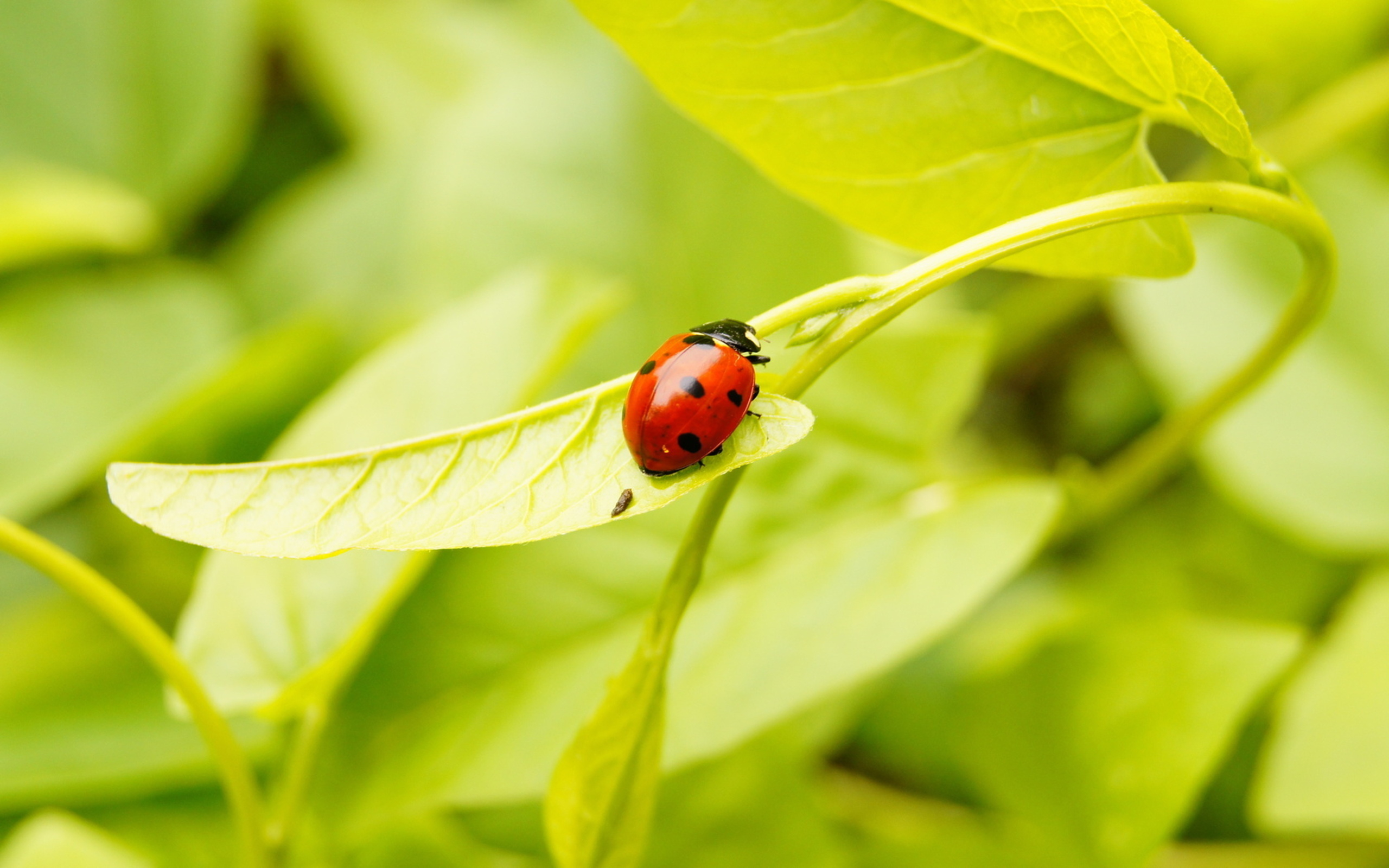 божья, коровка, ladybug