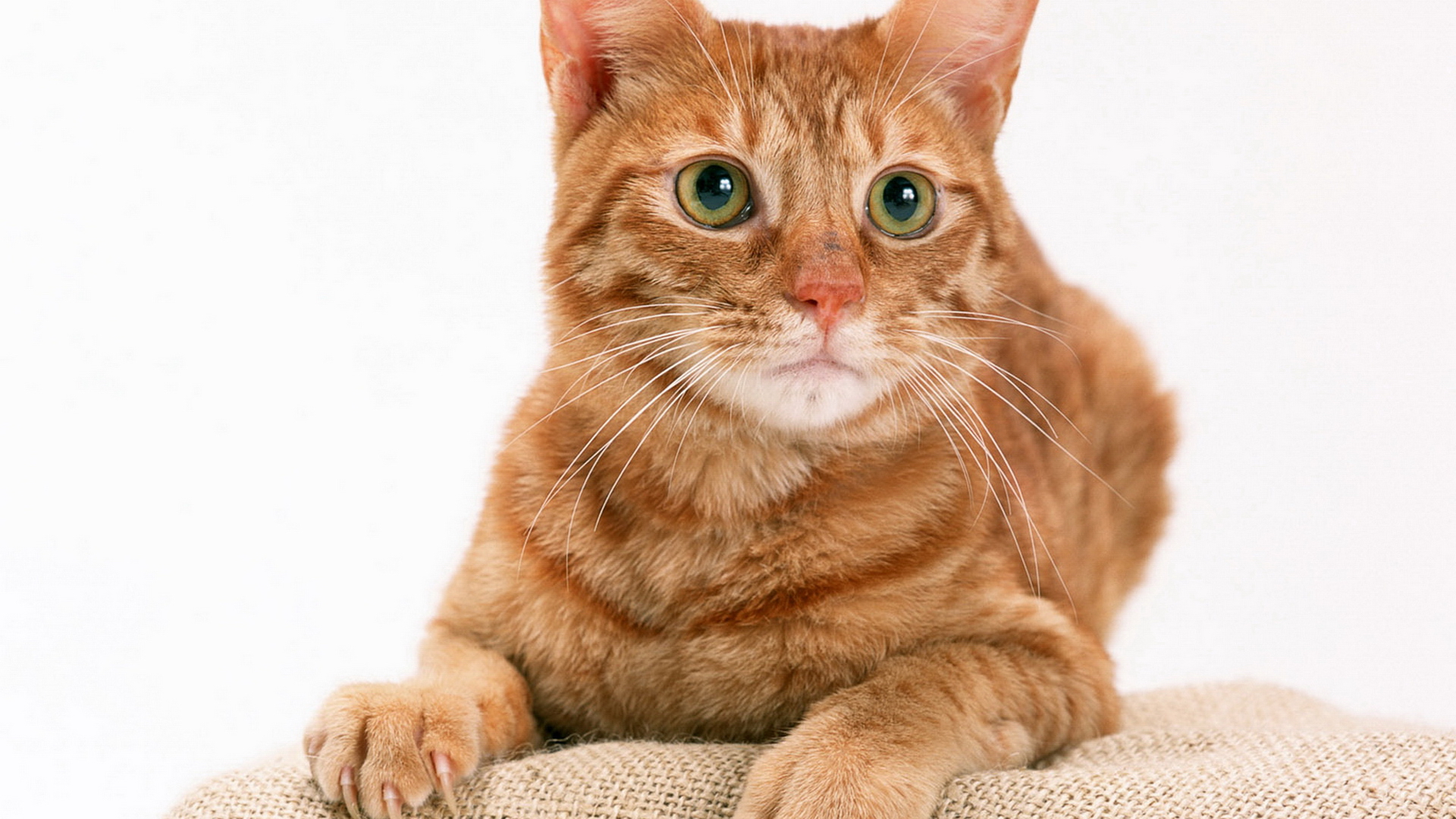 есть кошка, которая сидит на подушке и смотрит в камеру