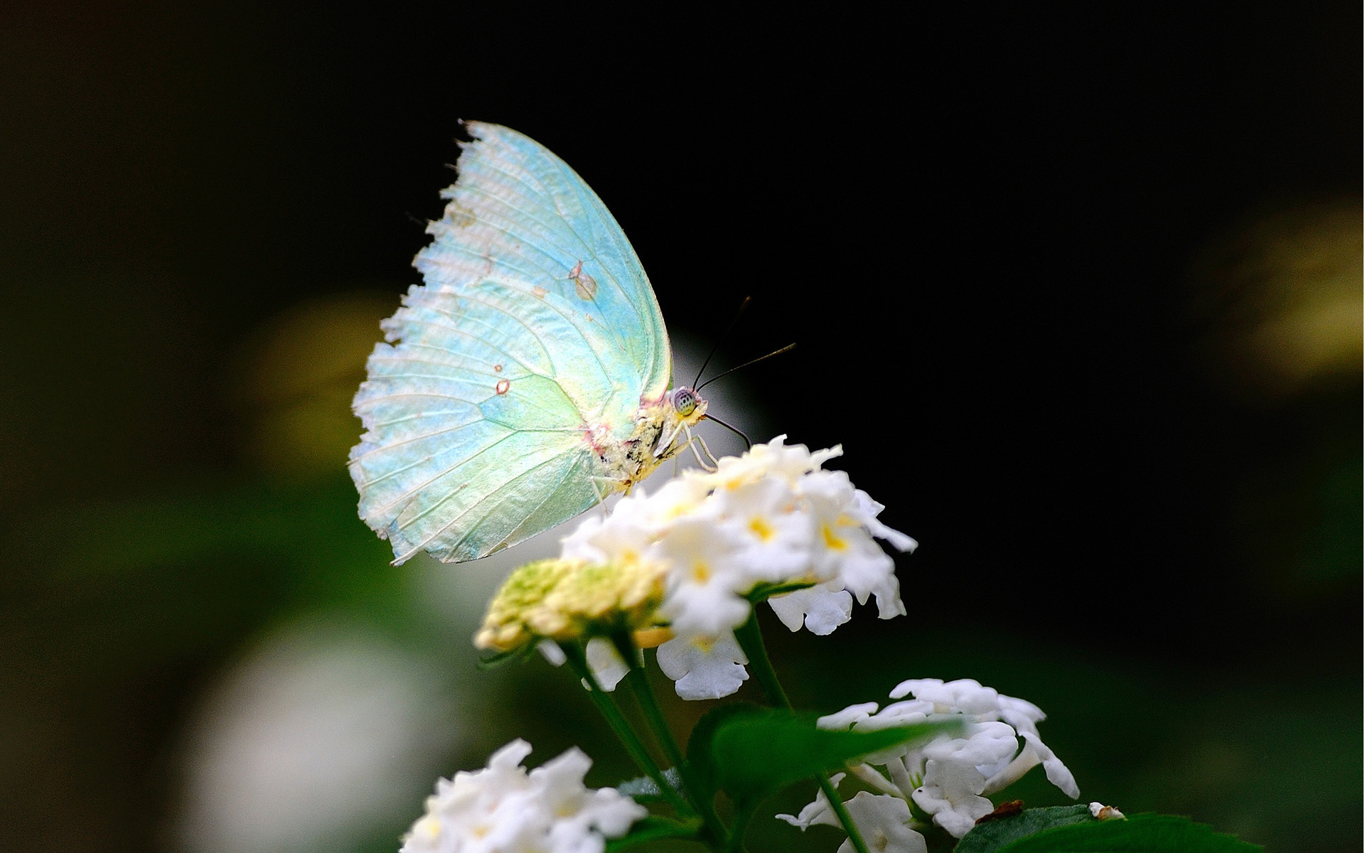 imágenes, mundo, mariposas