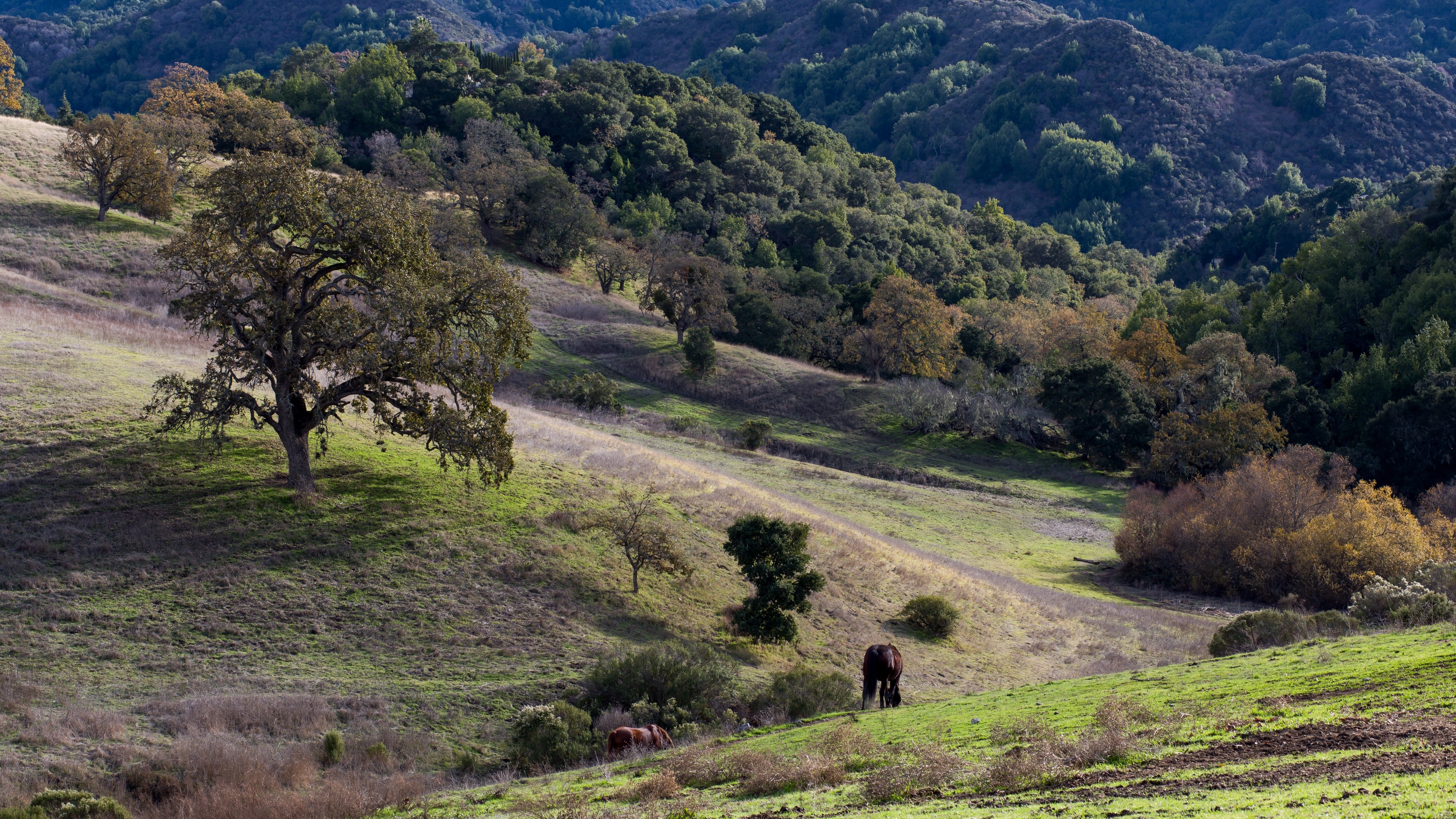 shrubland, wikipediashrubland