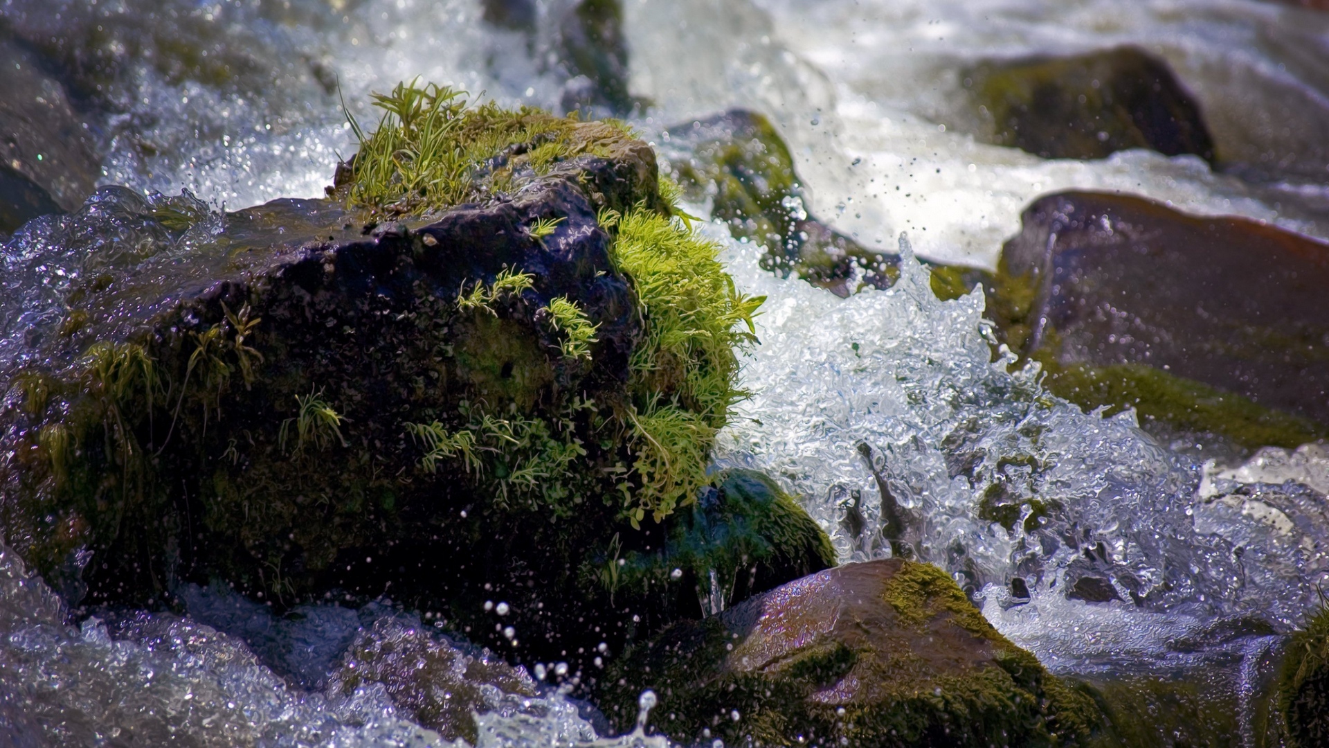 камень мох вода stone moss water бесплатно