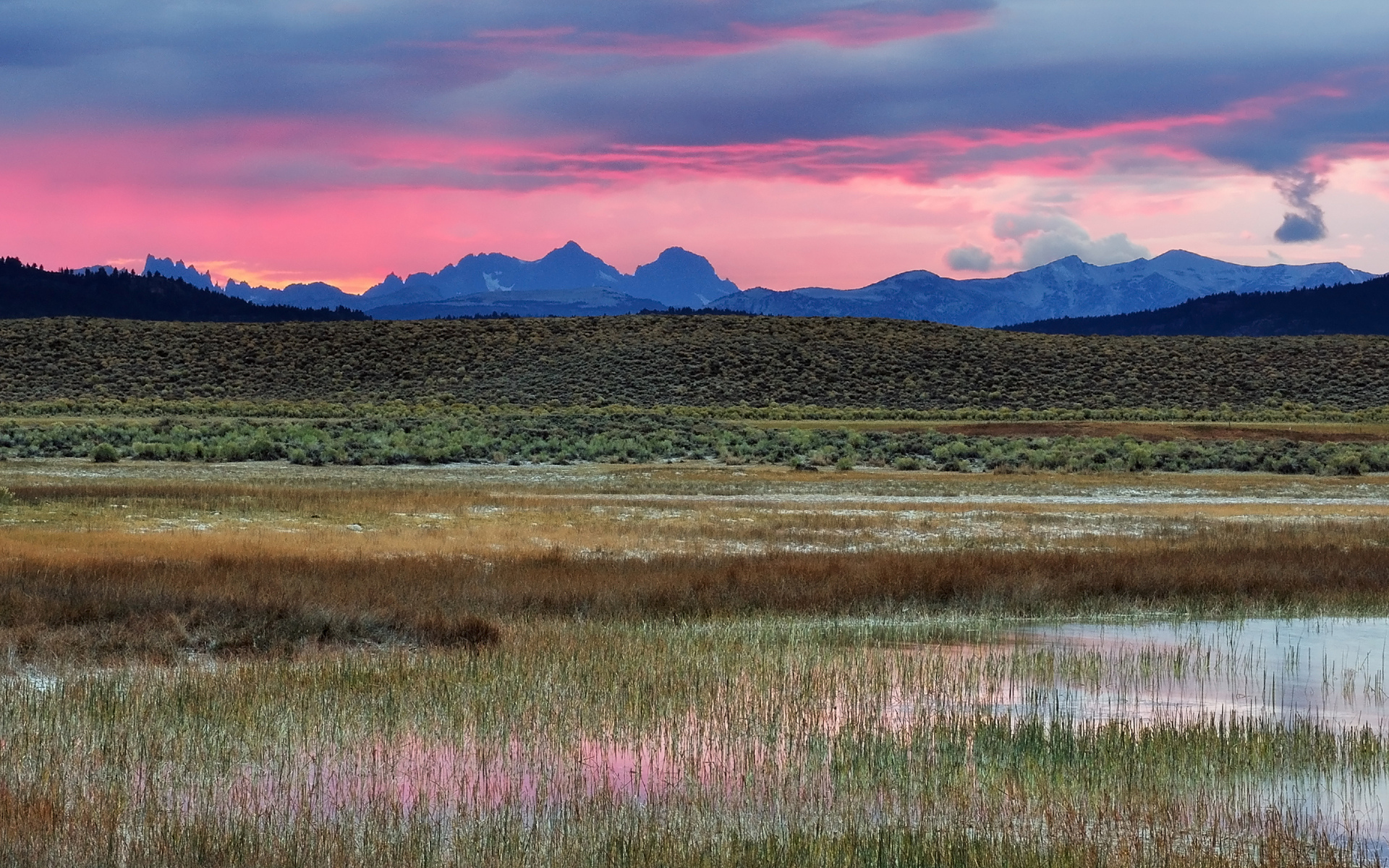 розовое, утро, пустыня