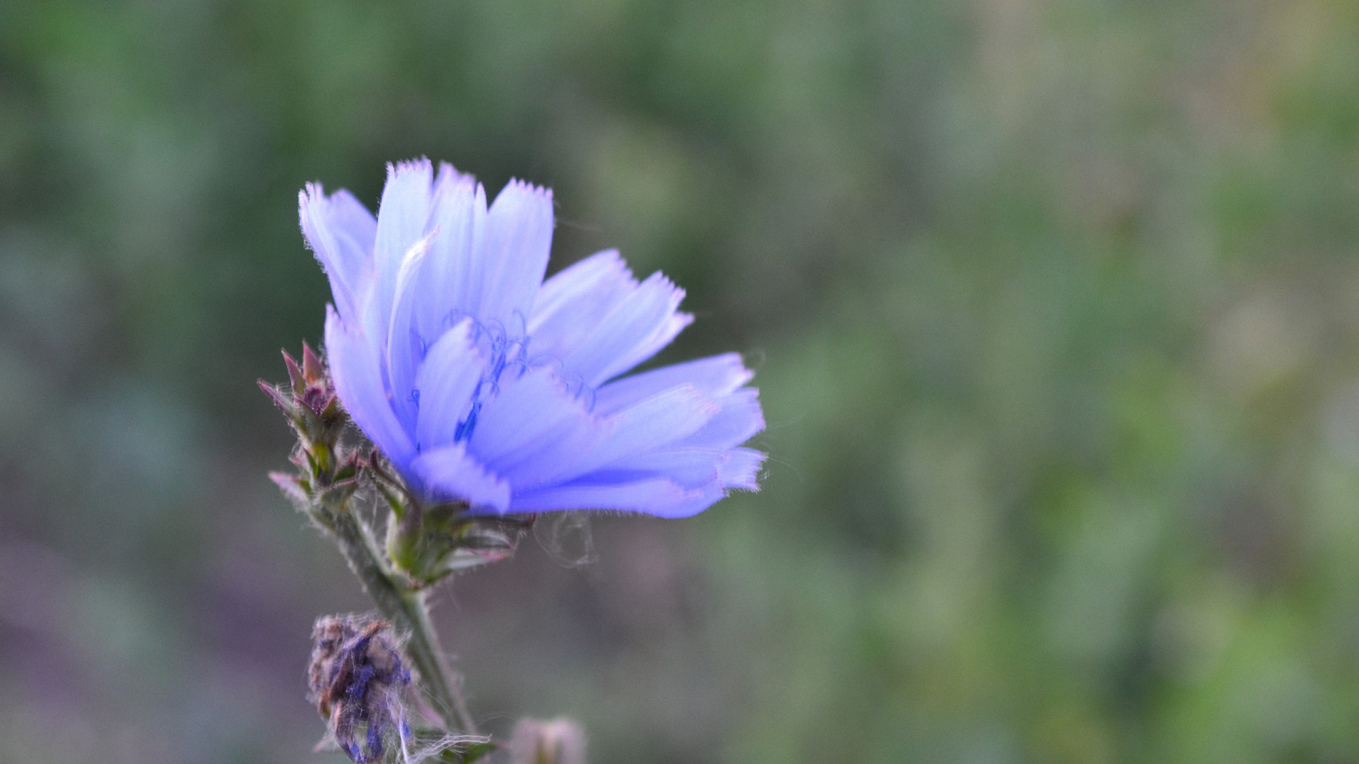 gentianacea