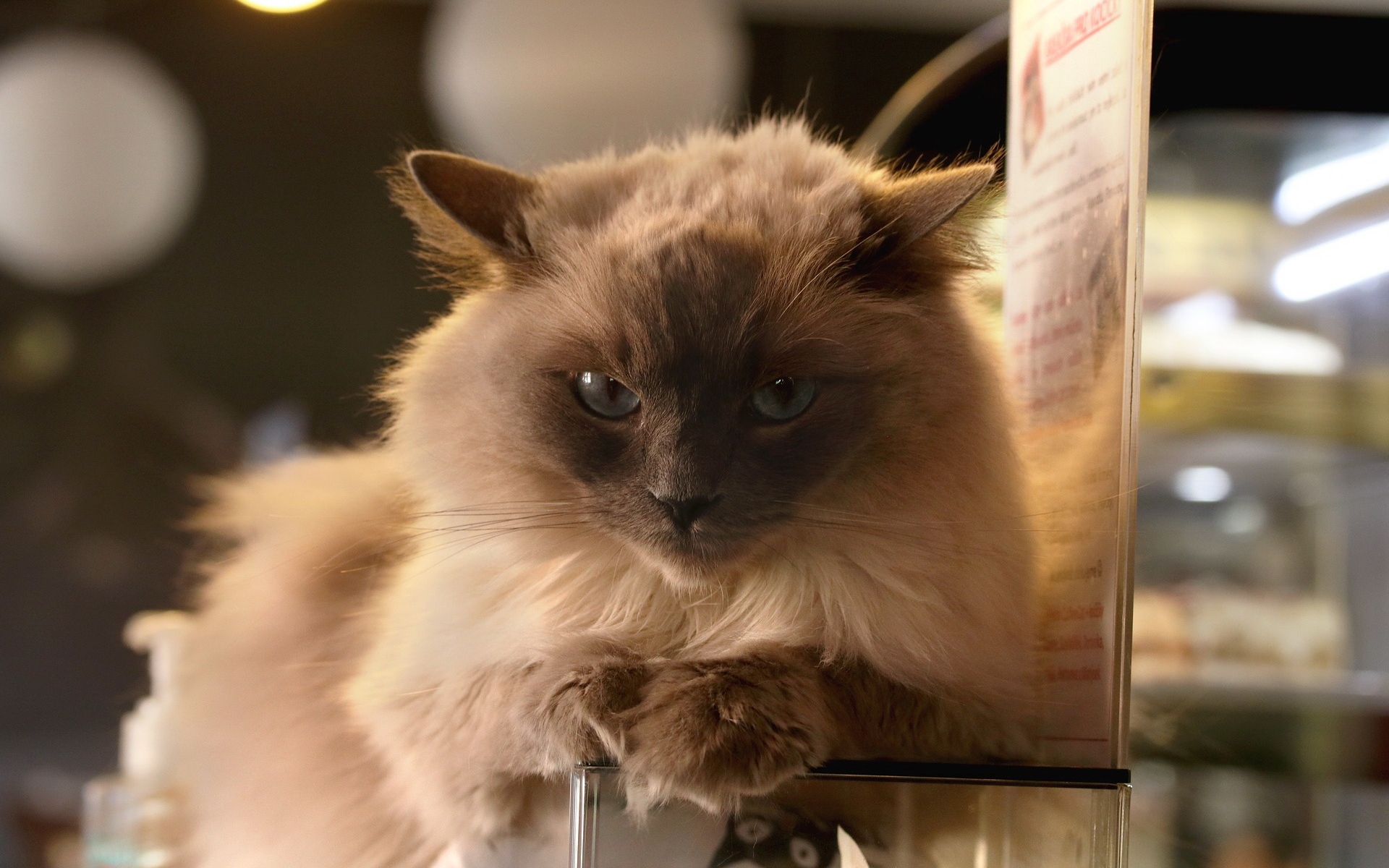 интерьер, кот, фото