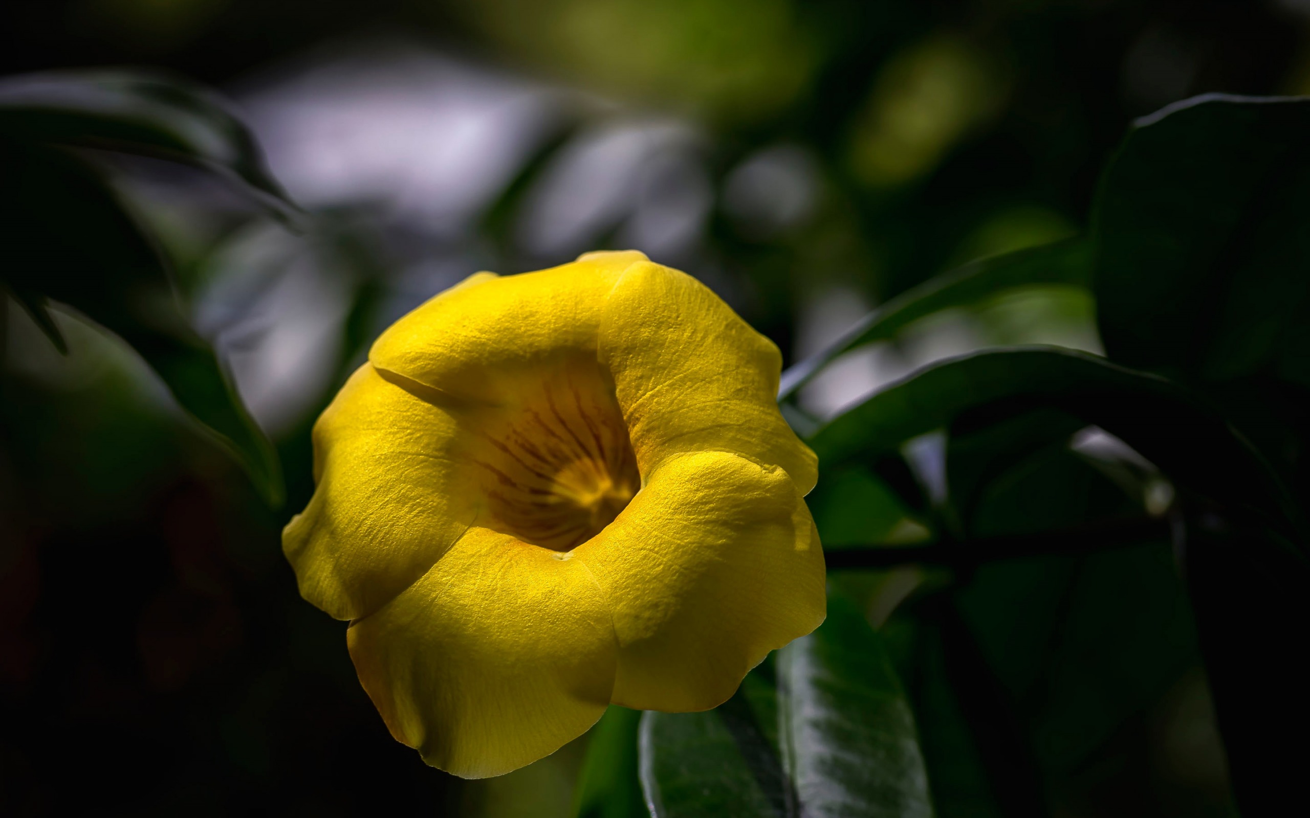 mac, желтый, лепешки