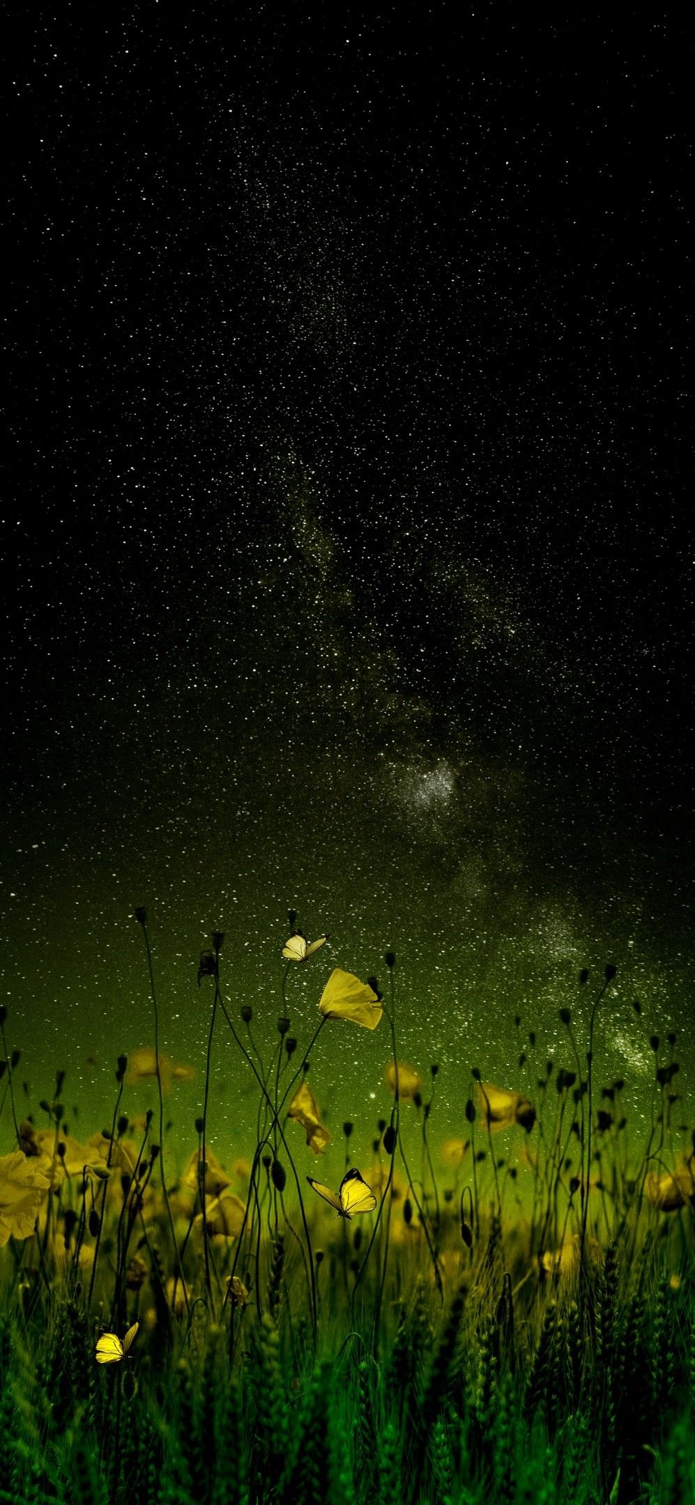 ночное небо со звездами и цветами на переднем плане