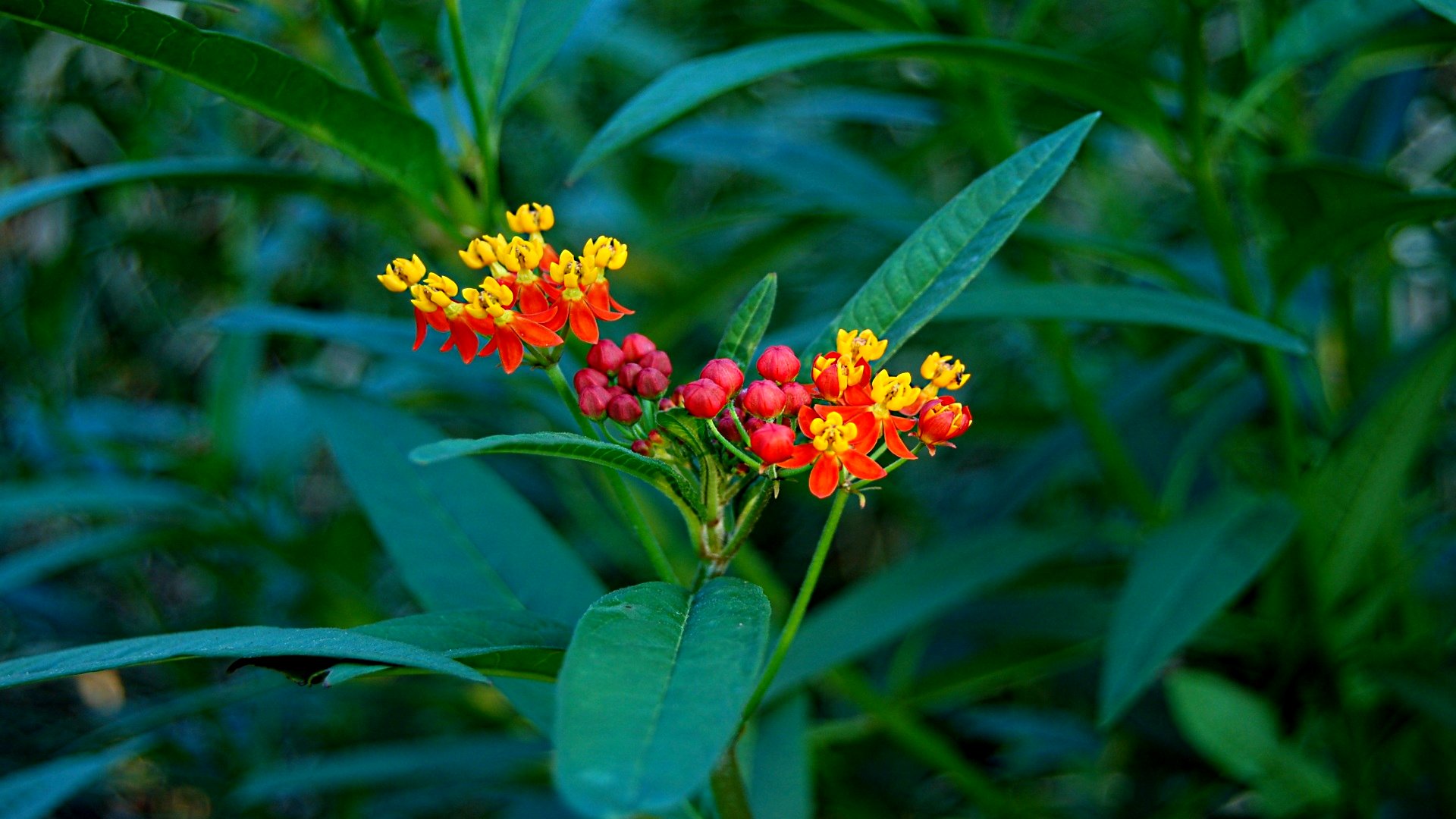 есть небольшое растение с ярко-красными и желтыми цветами