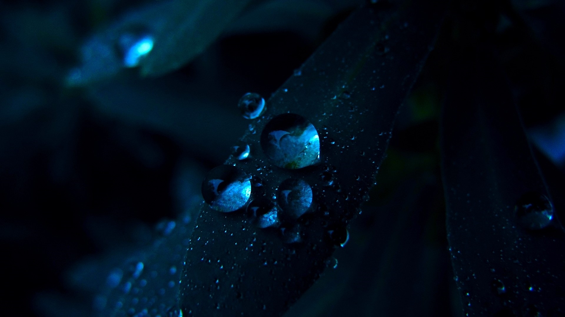 blue, iphone, макросъемка