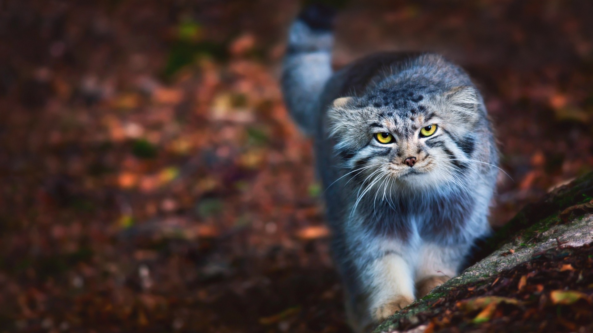 кот, палла, манул