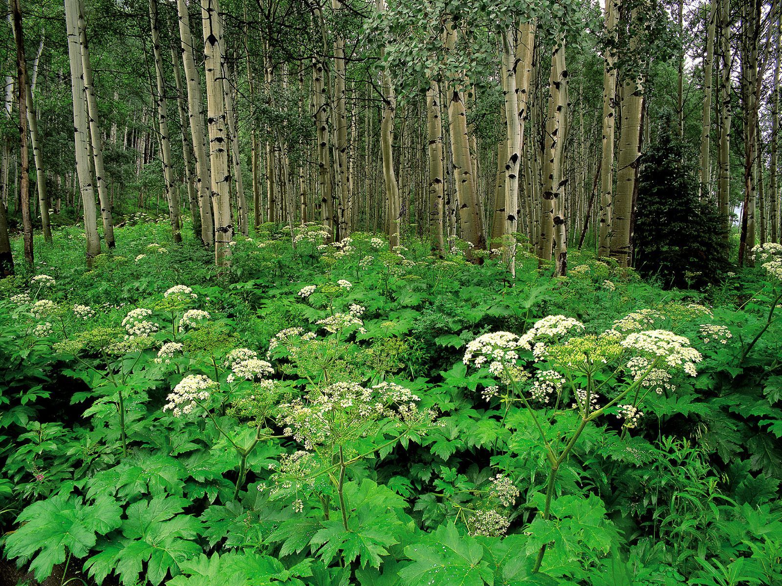 лес, береза, леса