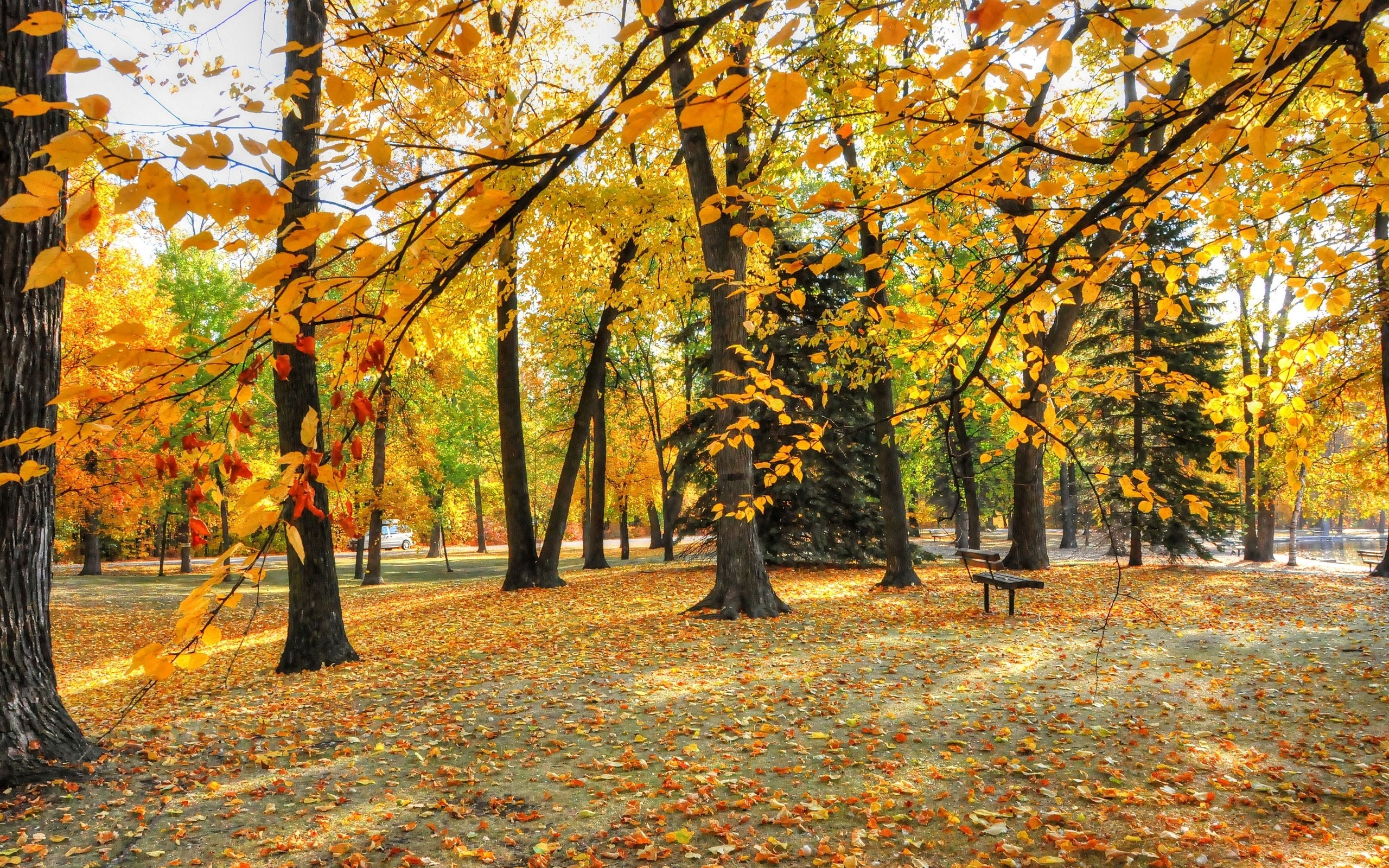 парк, осень, конго