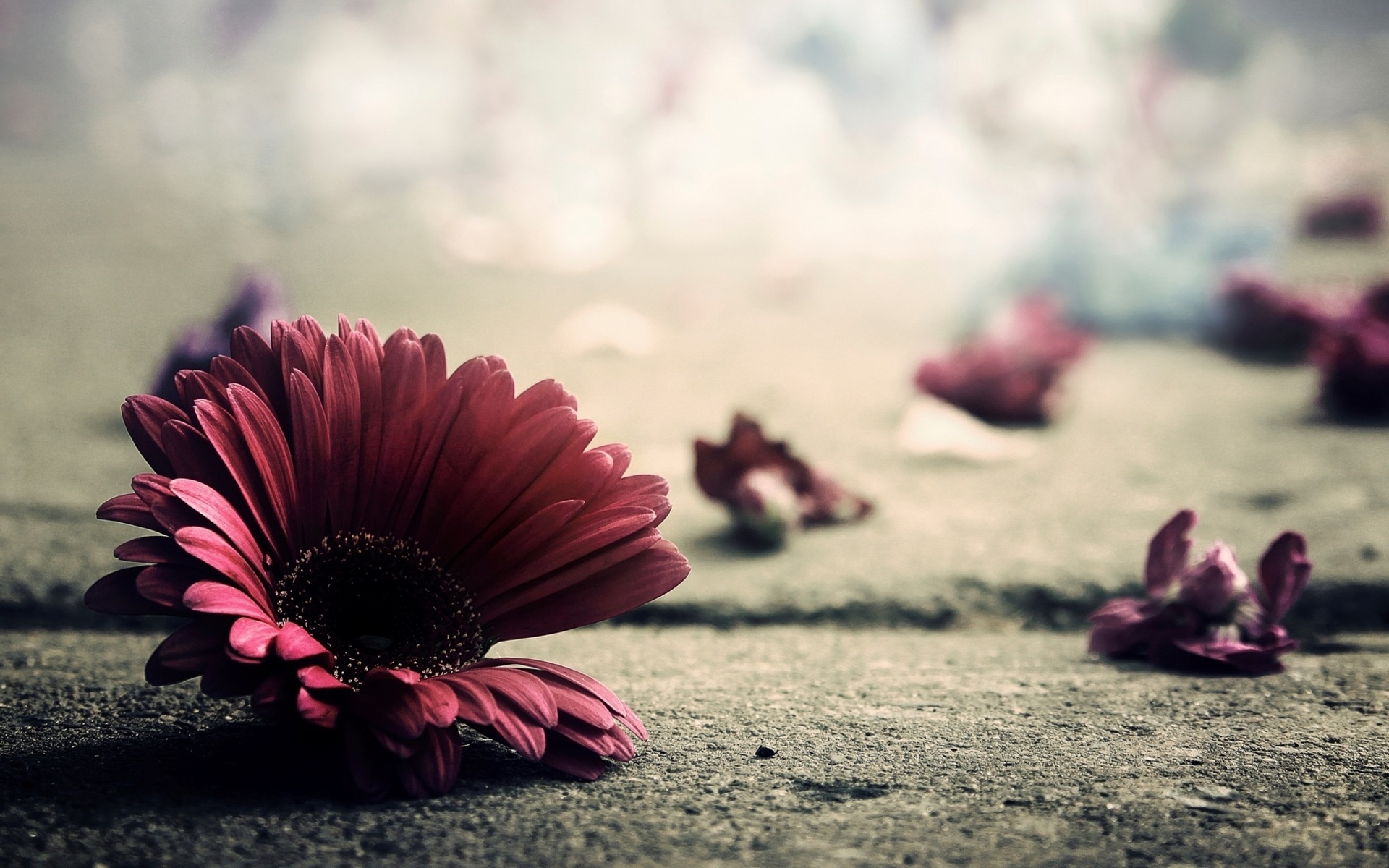 gerbera, рабочий стол