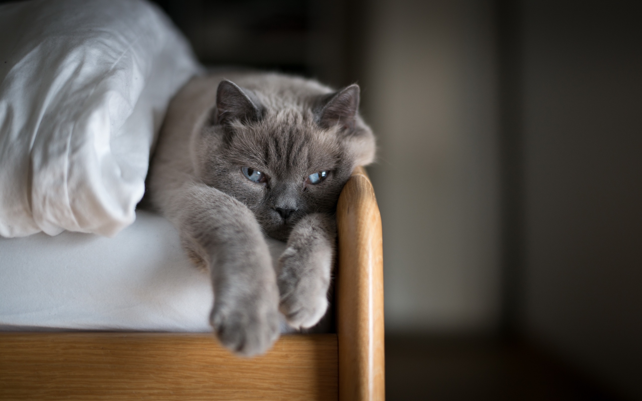 кот, кровать, одеяло