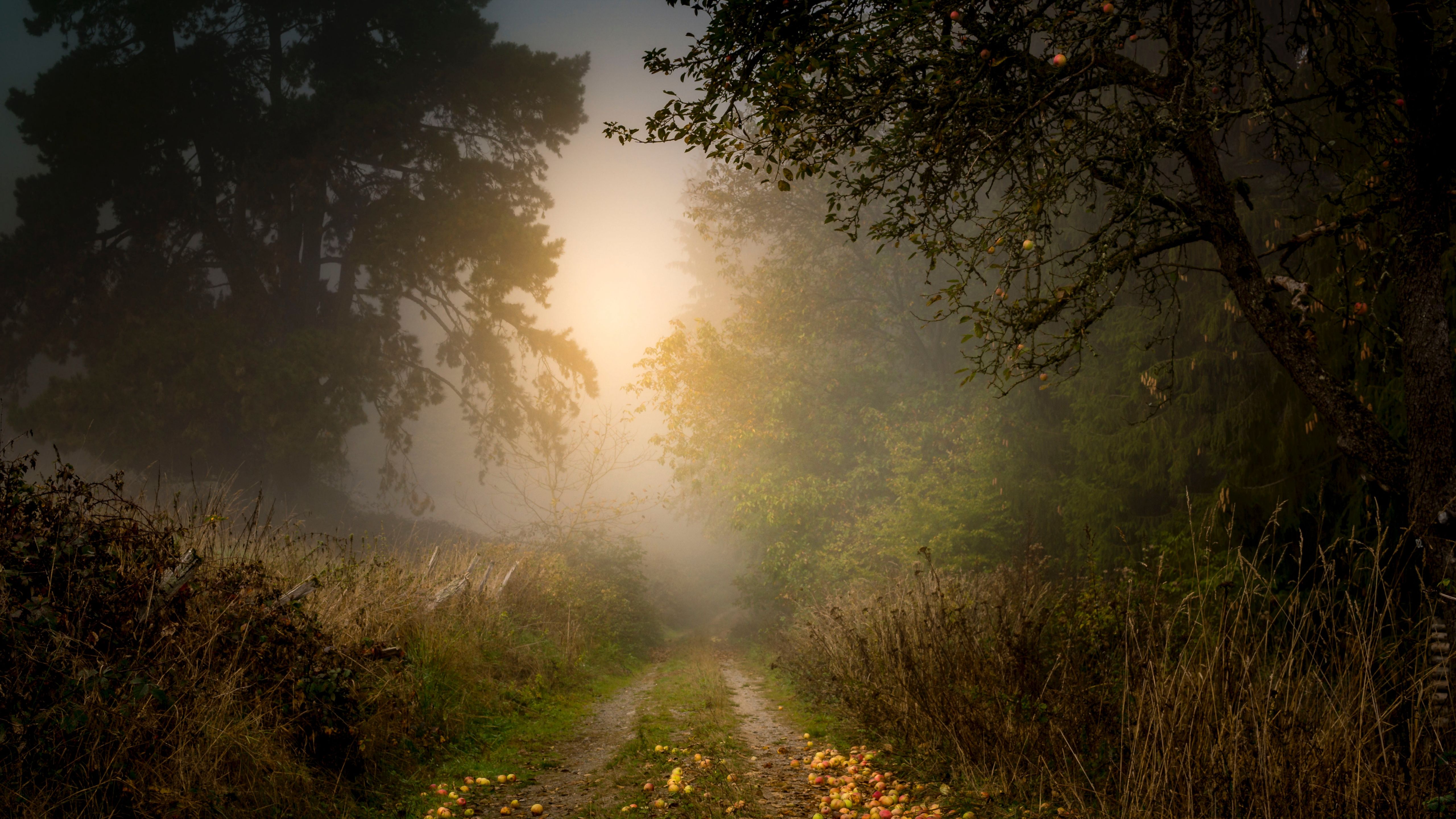 яблоко, дерево