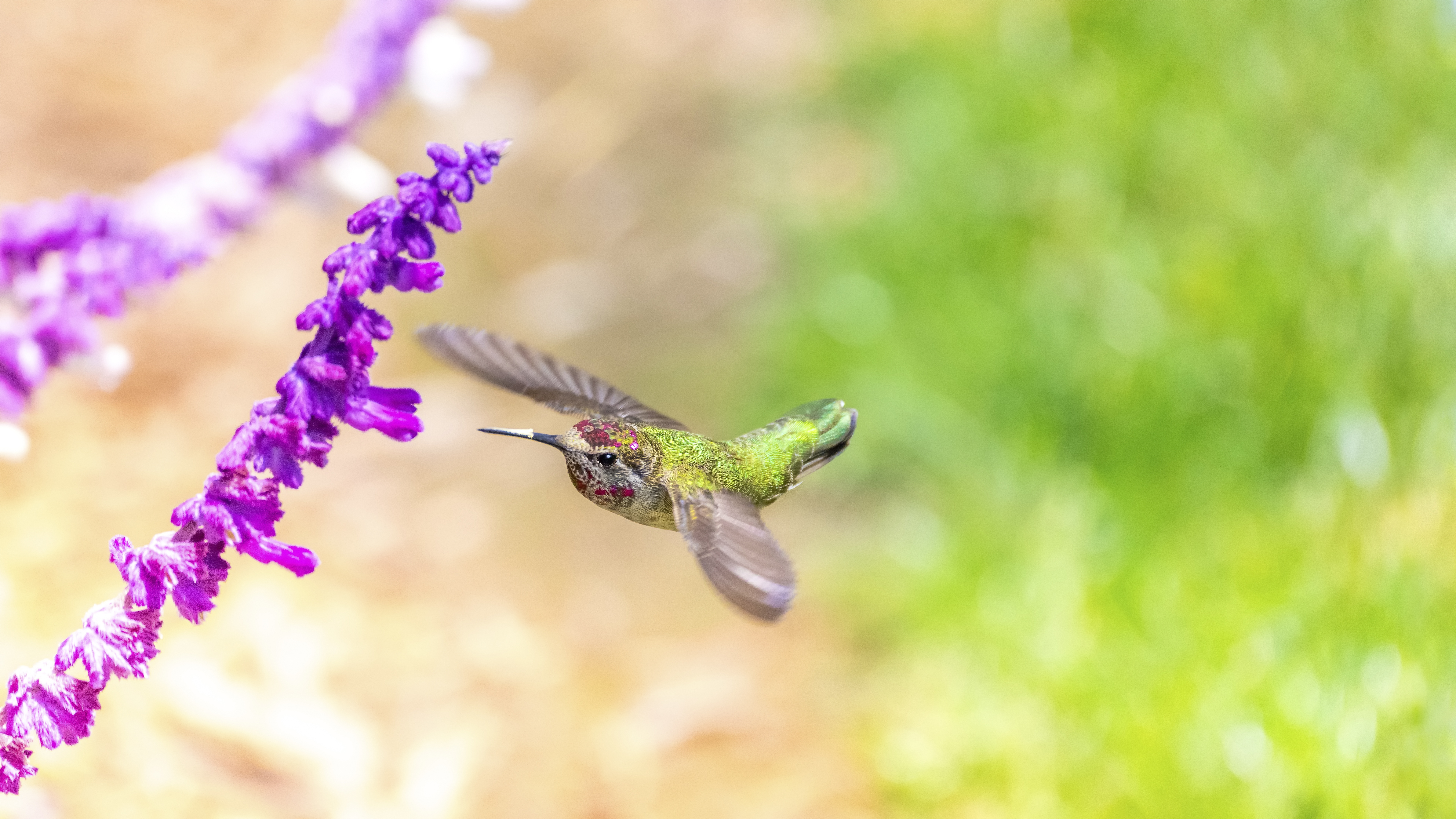 тема, пизда