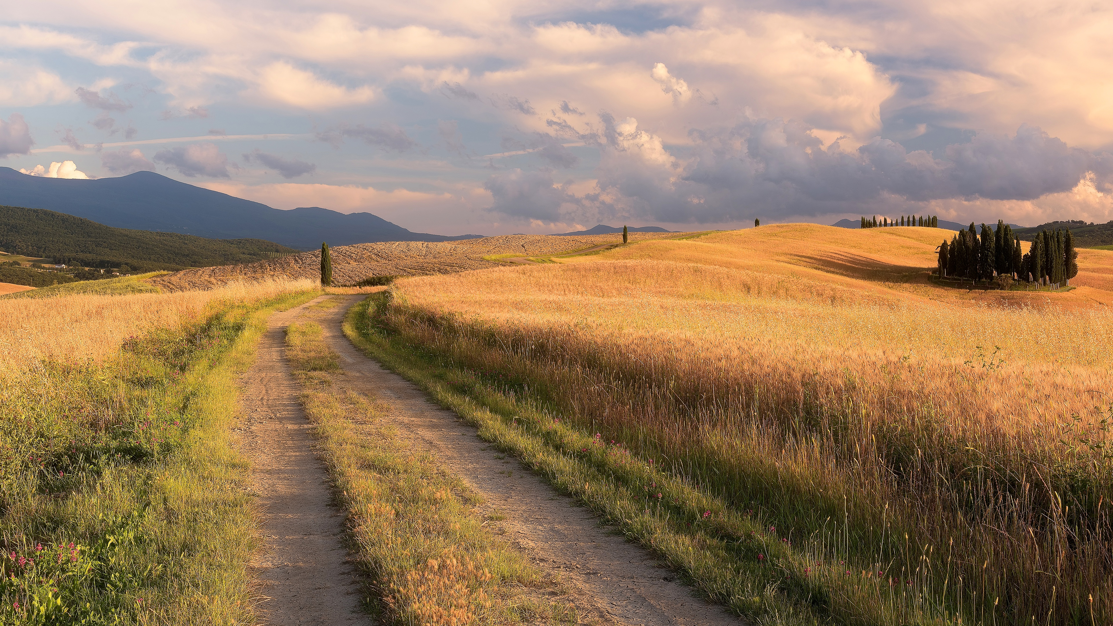 Country field. Полевая дорога Тоскана. Тоскана рожь. Проселочная дорога поле пшеницы. Италия Проселочная дорога.