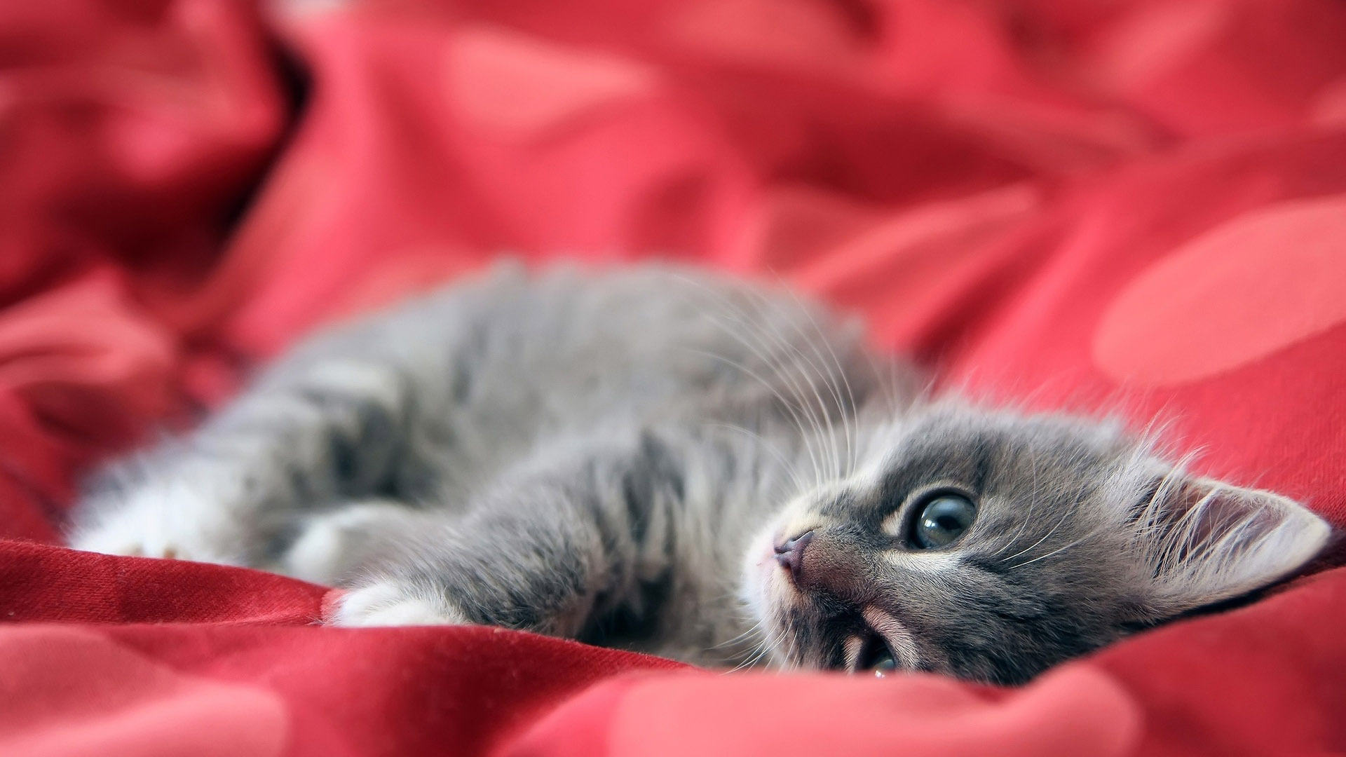 котенок, корень