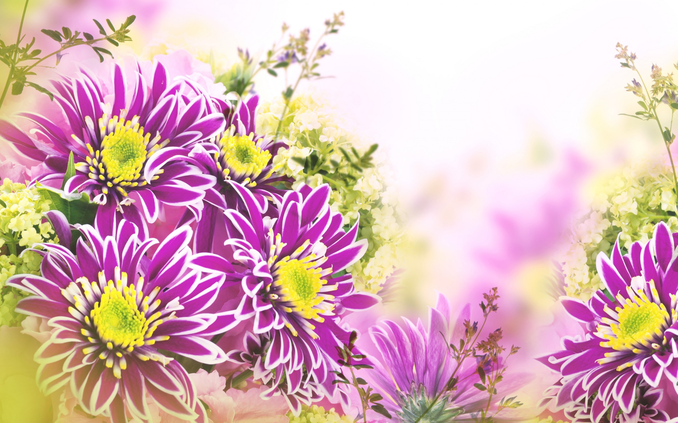 chrysanthemum, иллюстрация, цвет