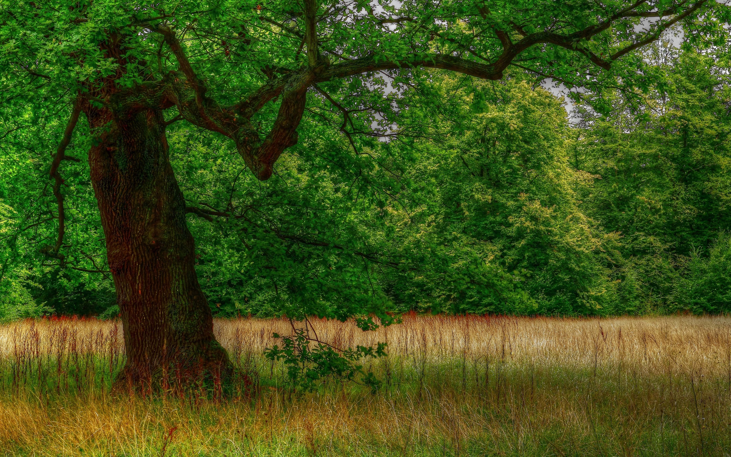 Green trees. Поляна с деревьями. Полянка с деревом. Дерево на Поляне. Красивая Поляна с деревом.