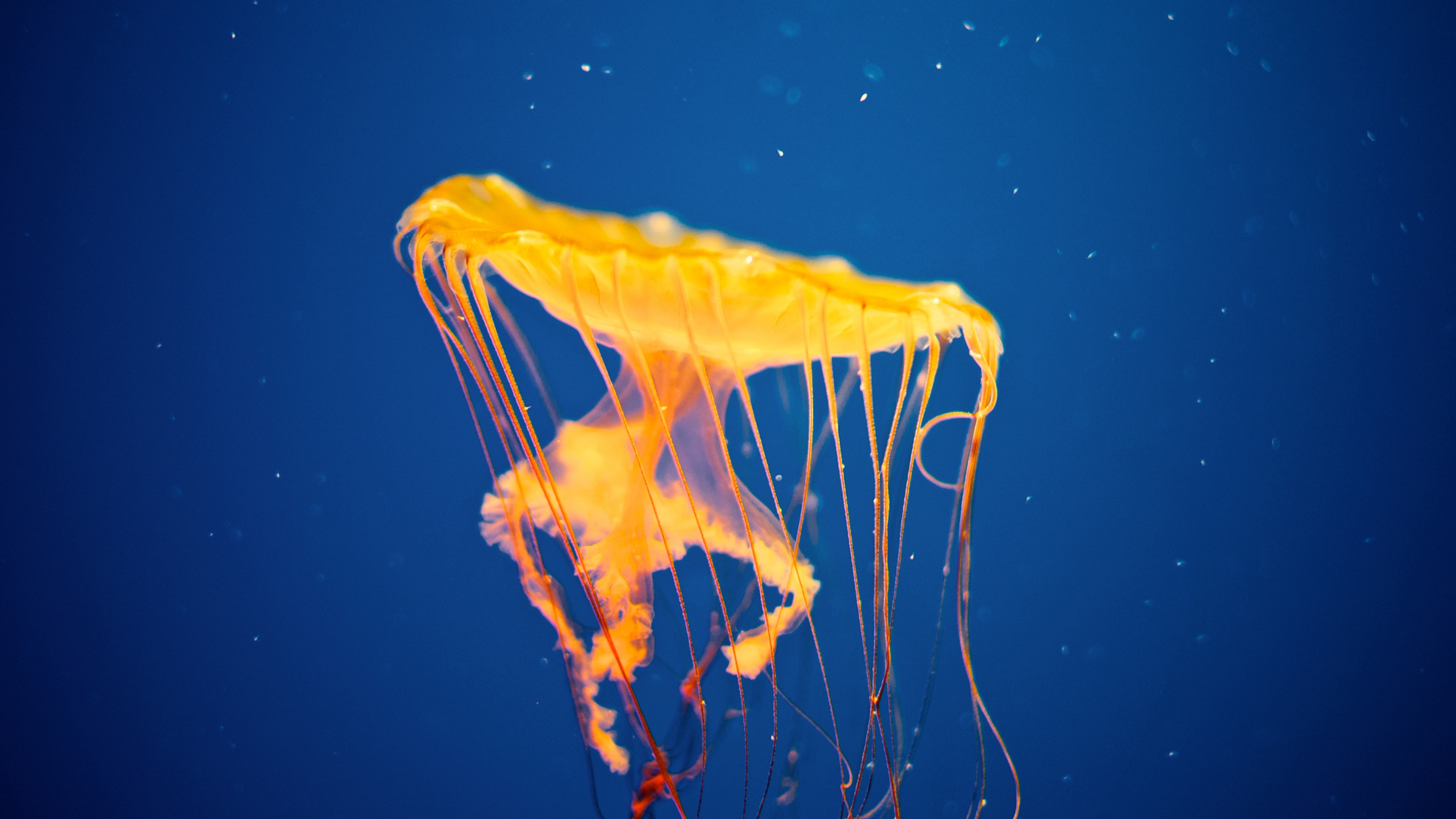 jellyfish, zheltai, invasion