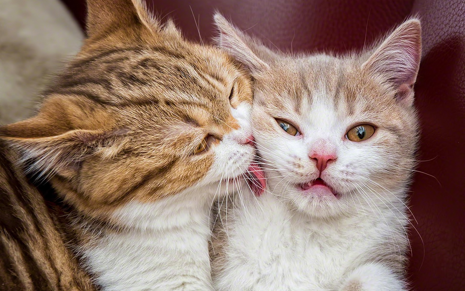 Картинки котов прикольные пары