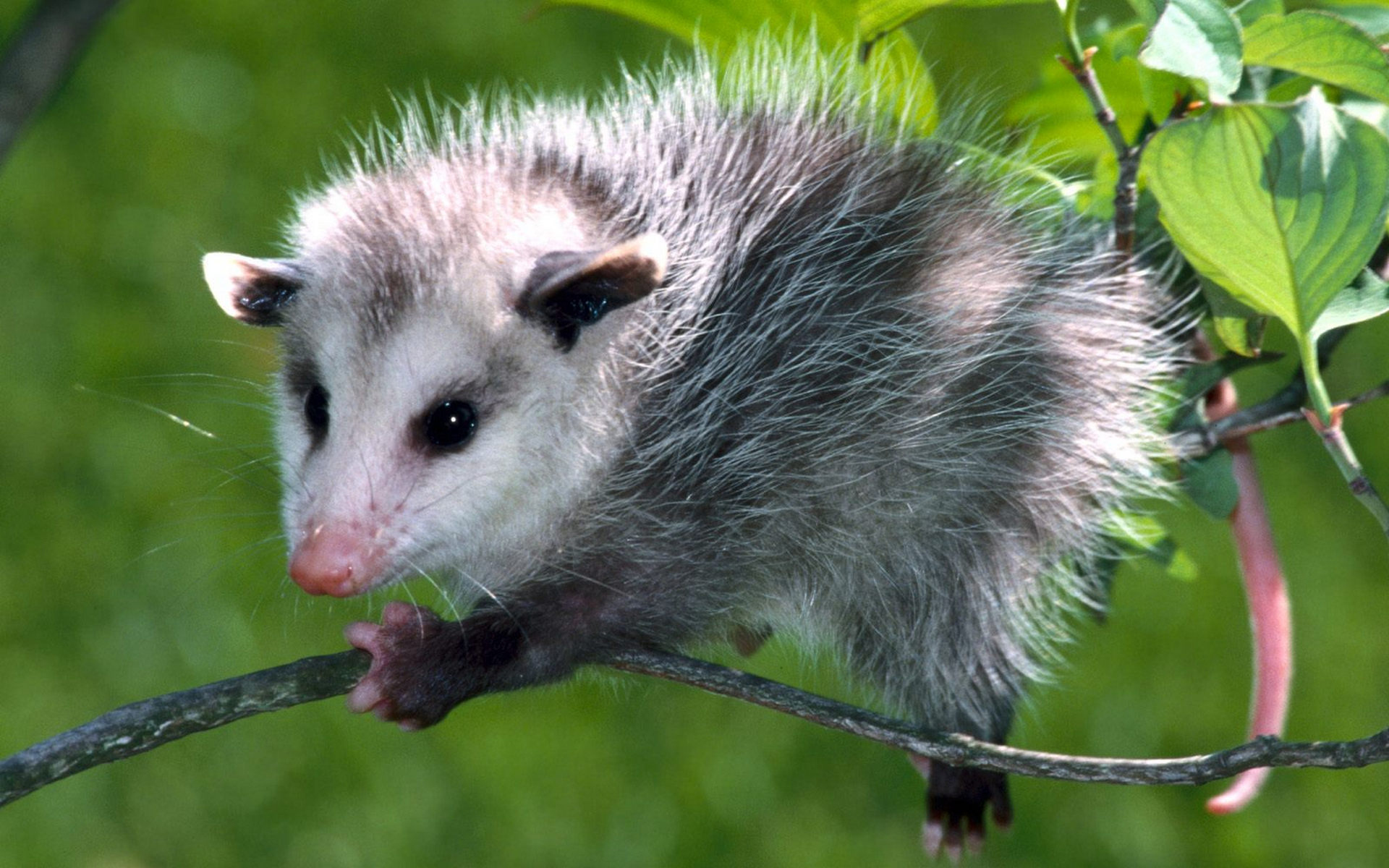 الجيرابيات, possum
