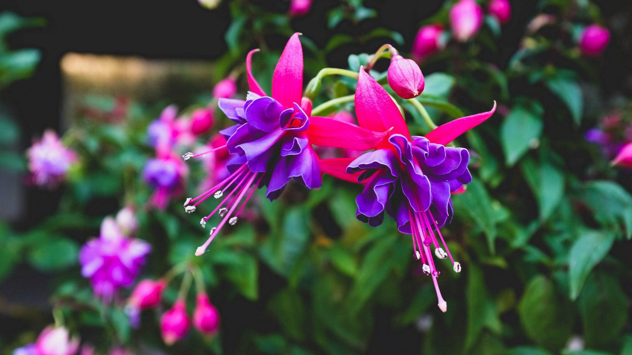 fuchsia