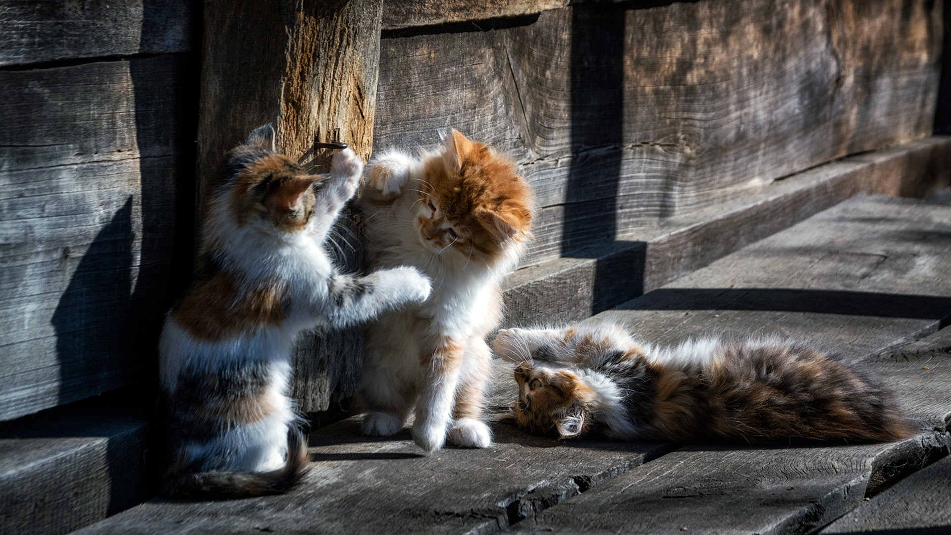 животное, котенок