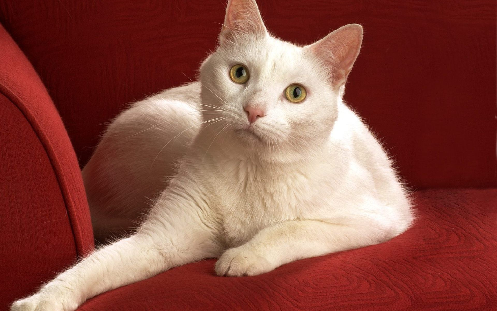 Как называется белая порода кошек. Турецкая Анатолийская кошка. Анатолийская короткошерстная кошка. Кошка белая турецкая короткошерстная Анатолийская. Анатолийская короткошерстная кошка рыжая.