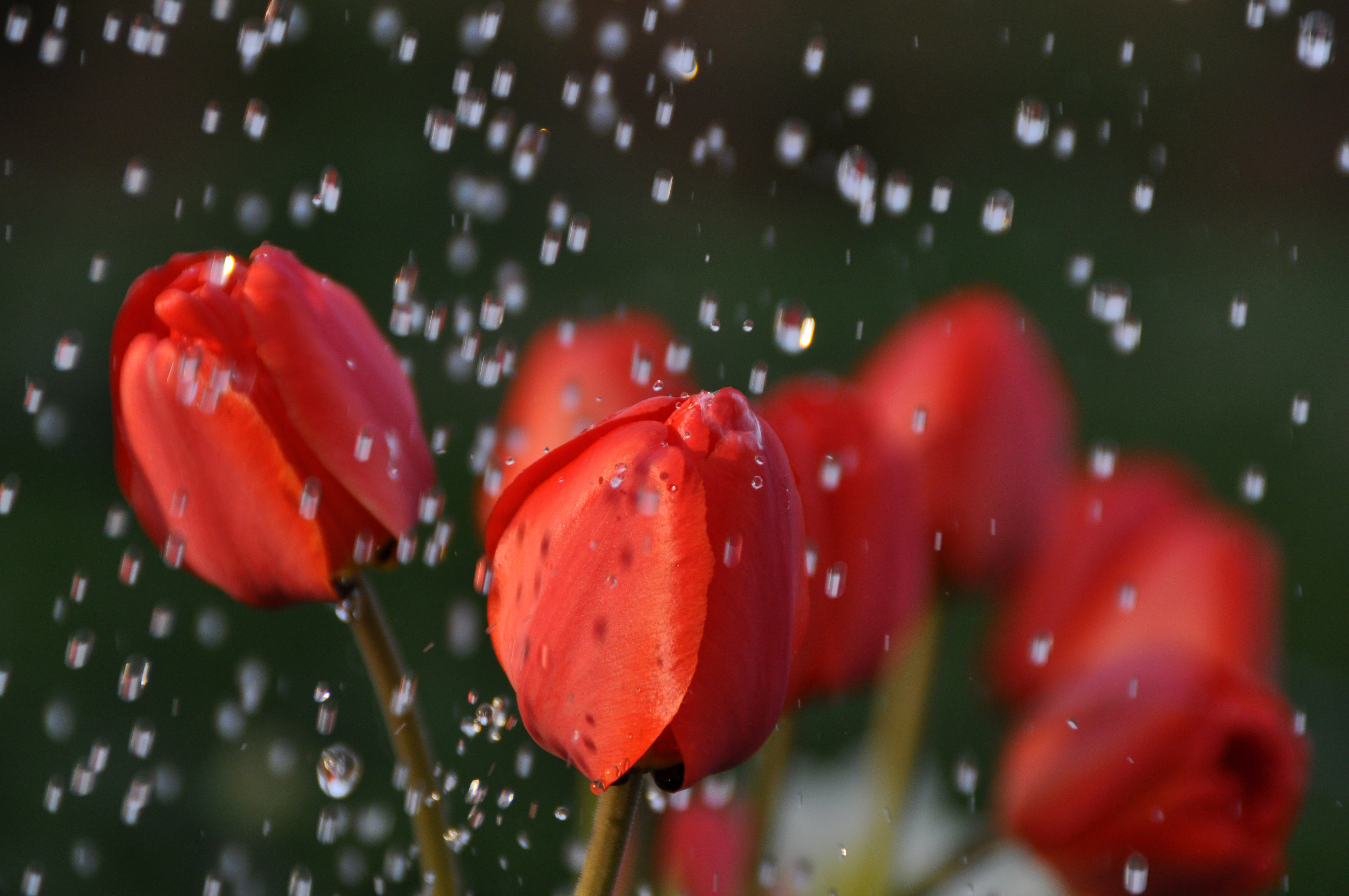 корзина цветов под дождем без смс