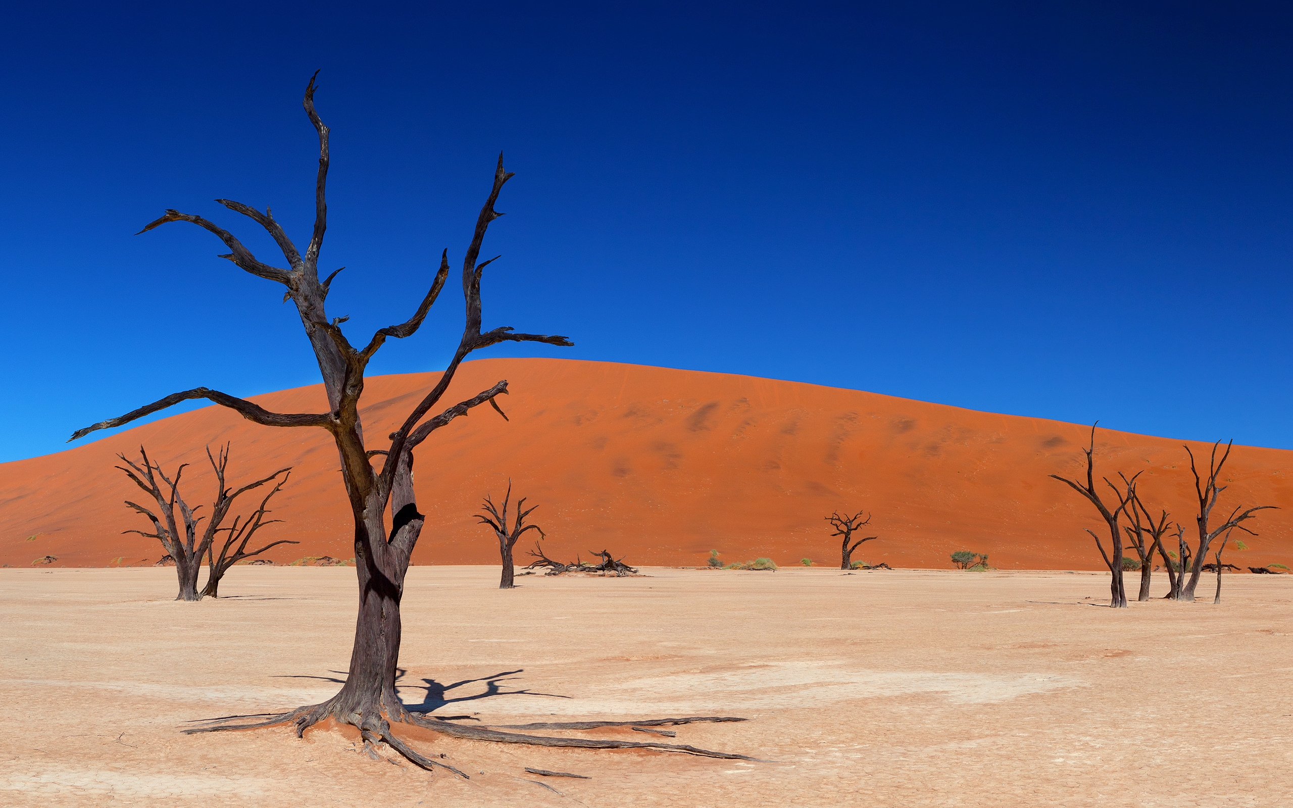 Desert me. Полупустыня Намиб. Намибия Саванна. Кусты в пустыне Намиб. Намиб дерево.