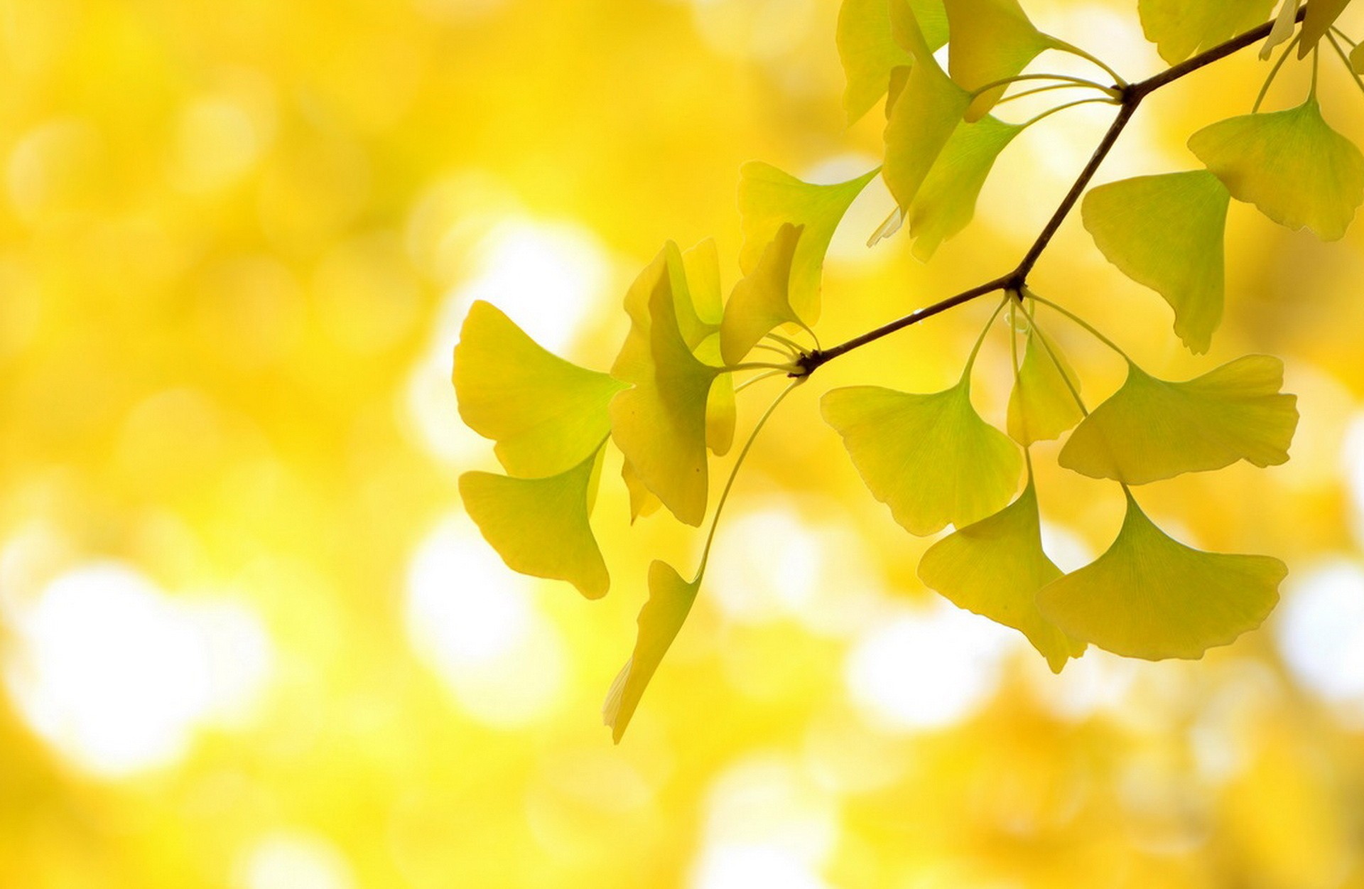 ginkgo, per, штучка