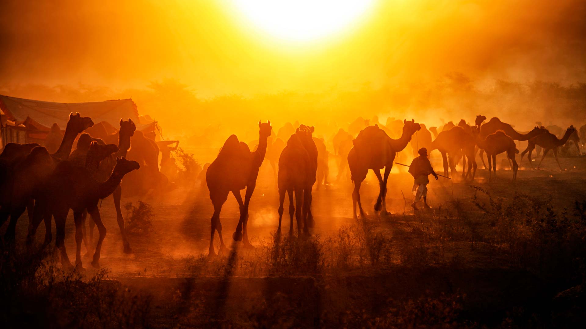 pushkar, mela, fair