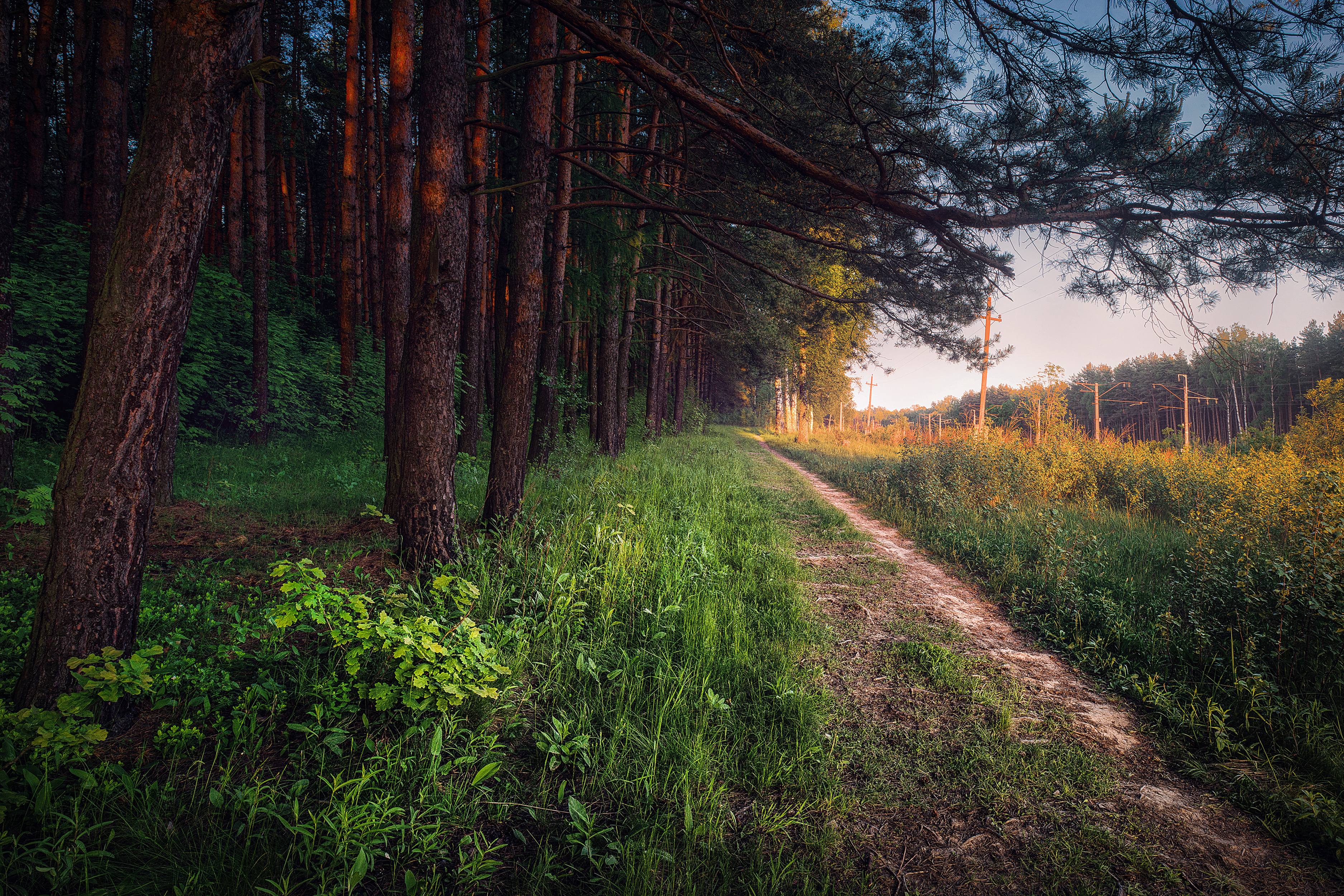 Russian forest. Лес Подмосковье. Природа Подмосковья. Леса Подмосковья. Природа России леса.