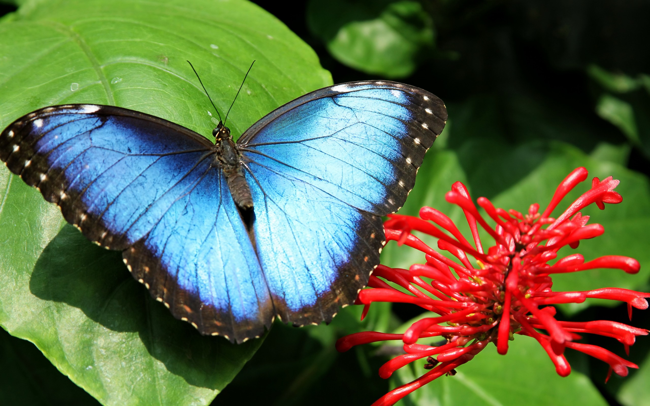 nature, flower, macro
