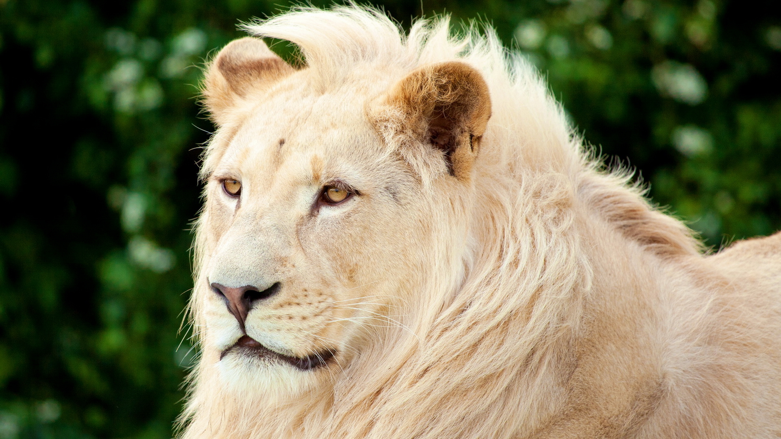 Картинки животных красивые. Красивый Лев. Красивый белый Лев. Морда Льва. Самый красивый Лев.