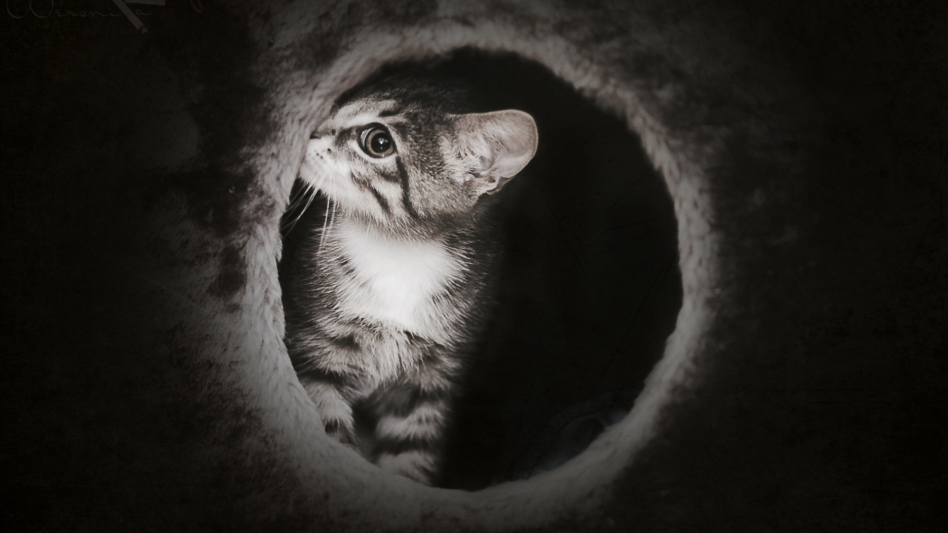 кот, темно, котенок