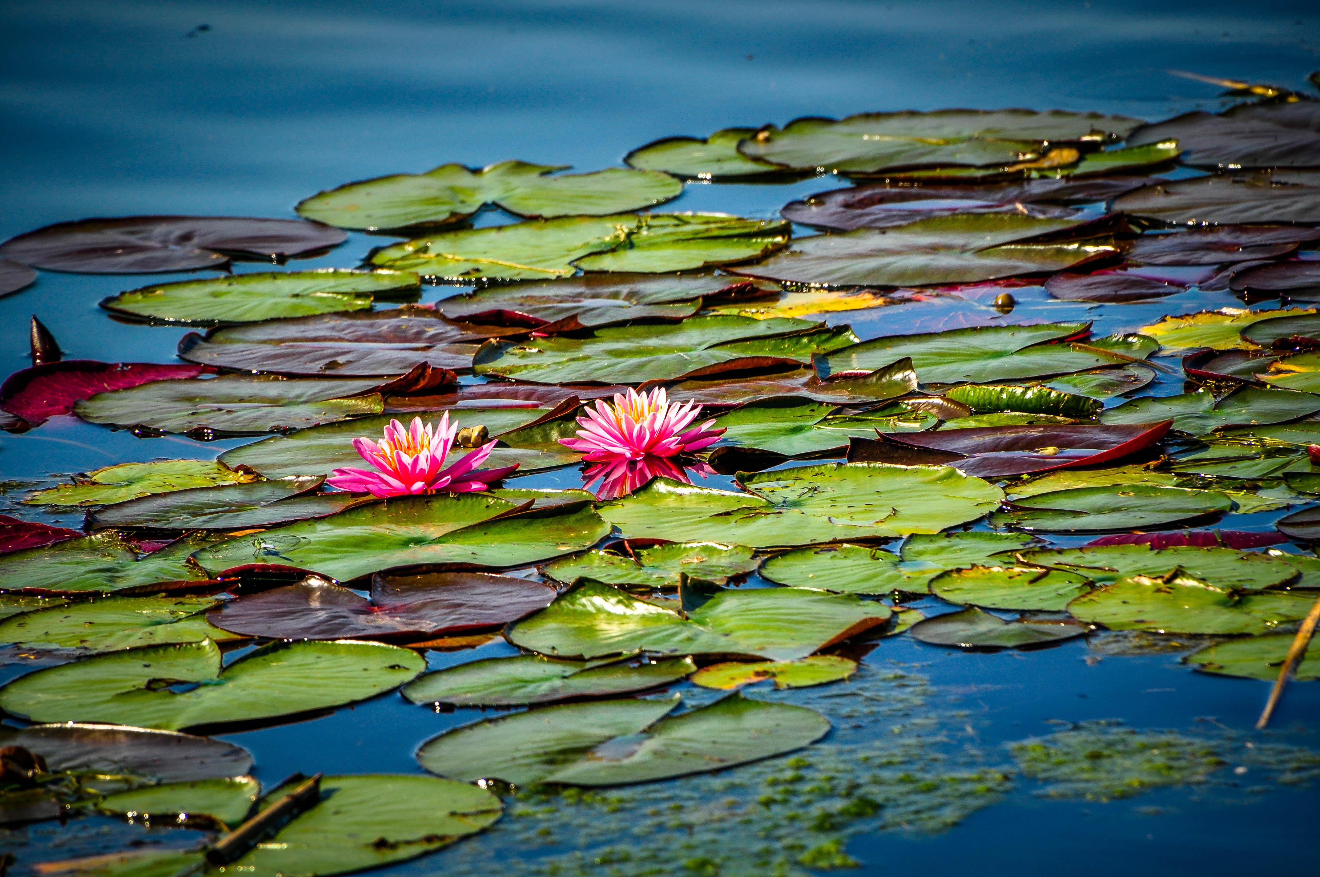 Природа 276044