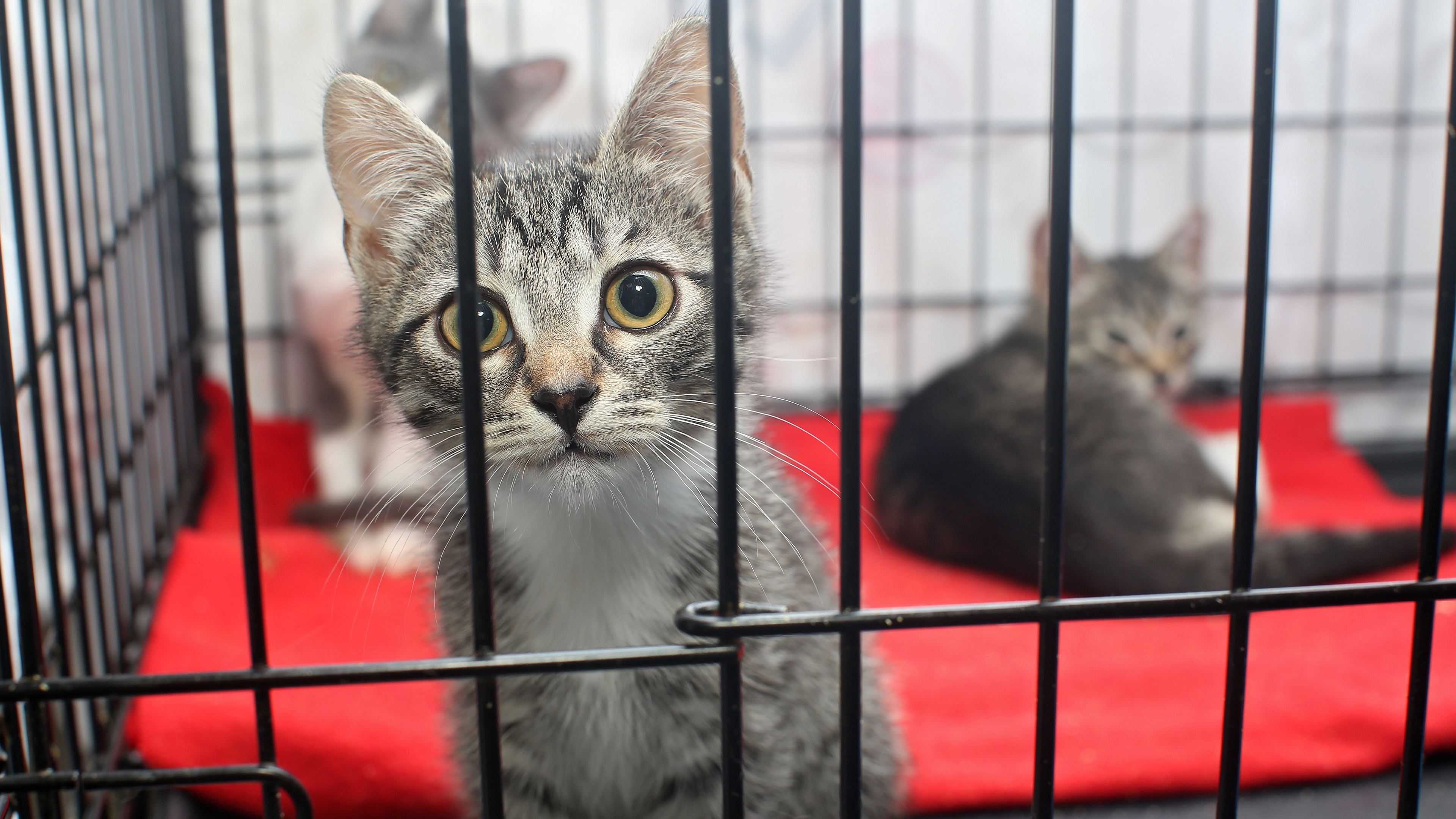 katze, tierheim, ein