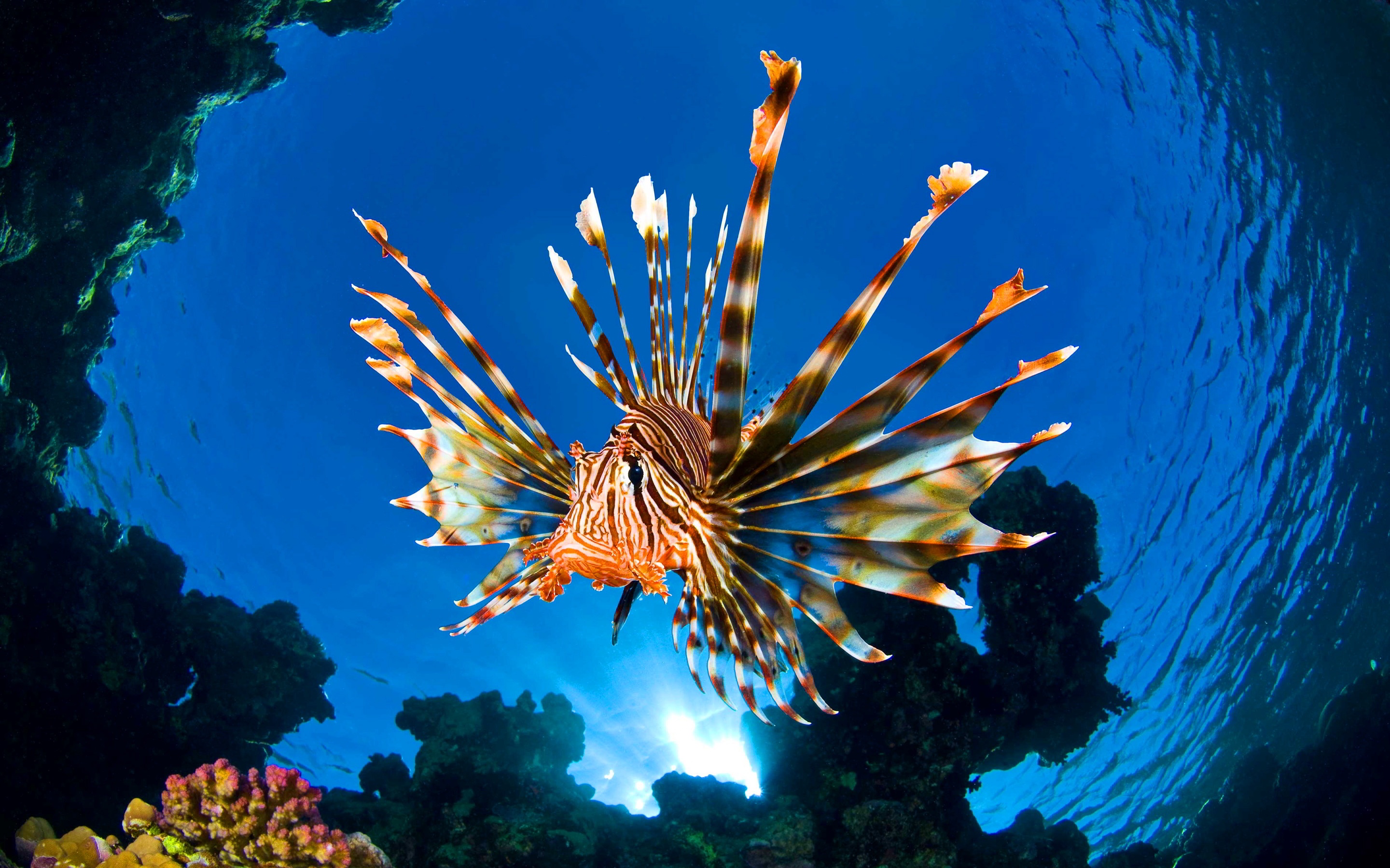 море, fish, красном