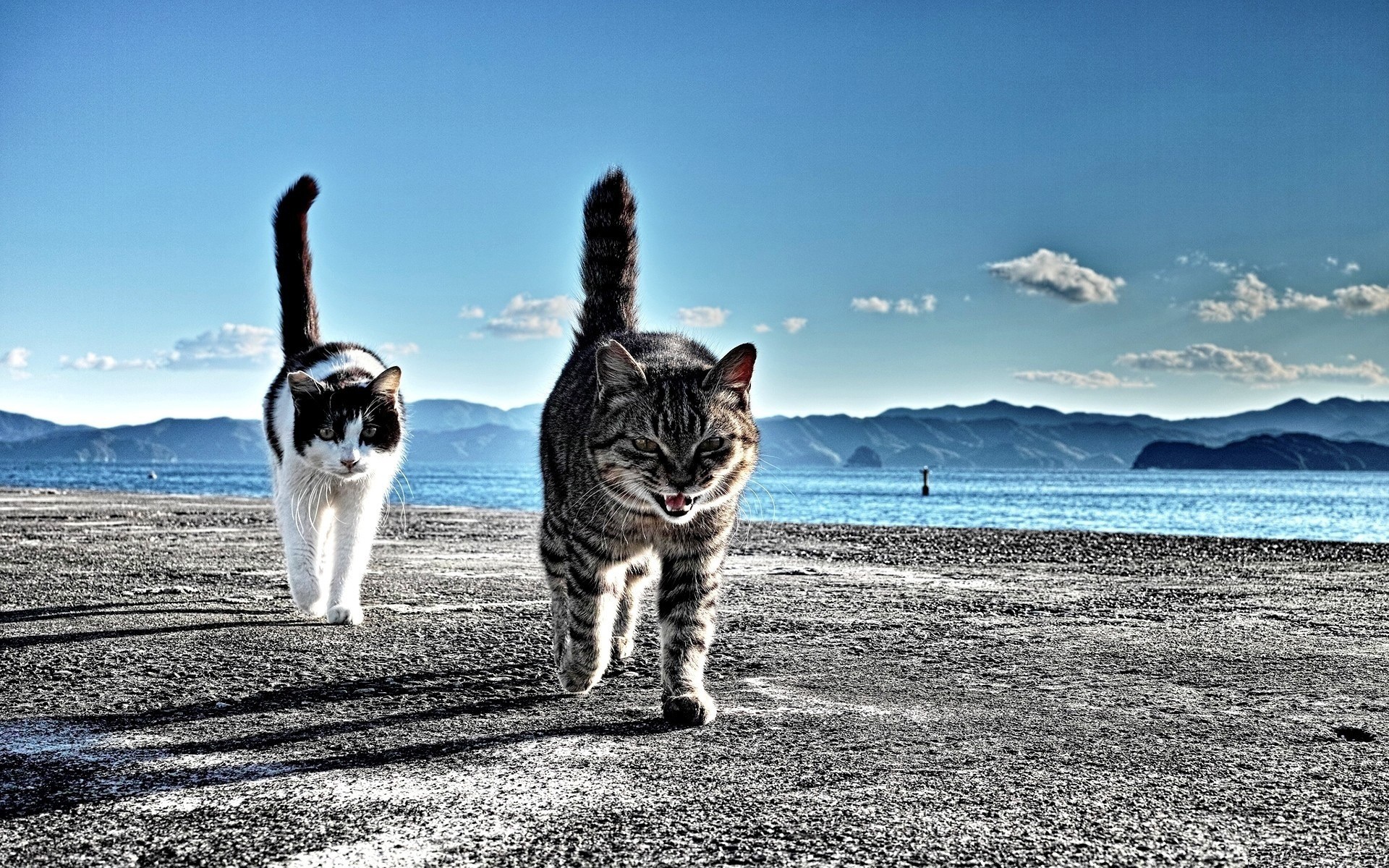 коты, два, кот