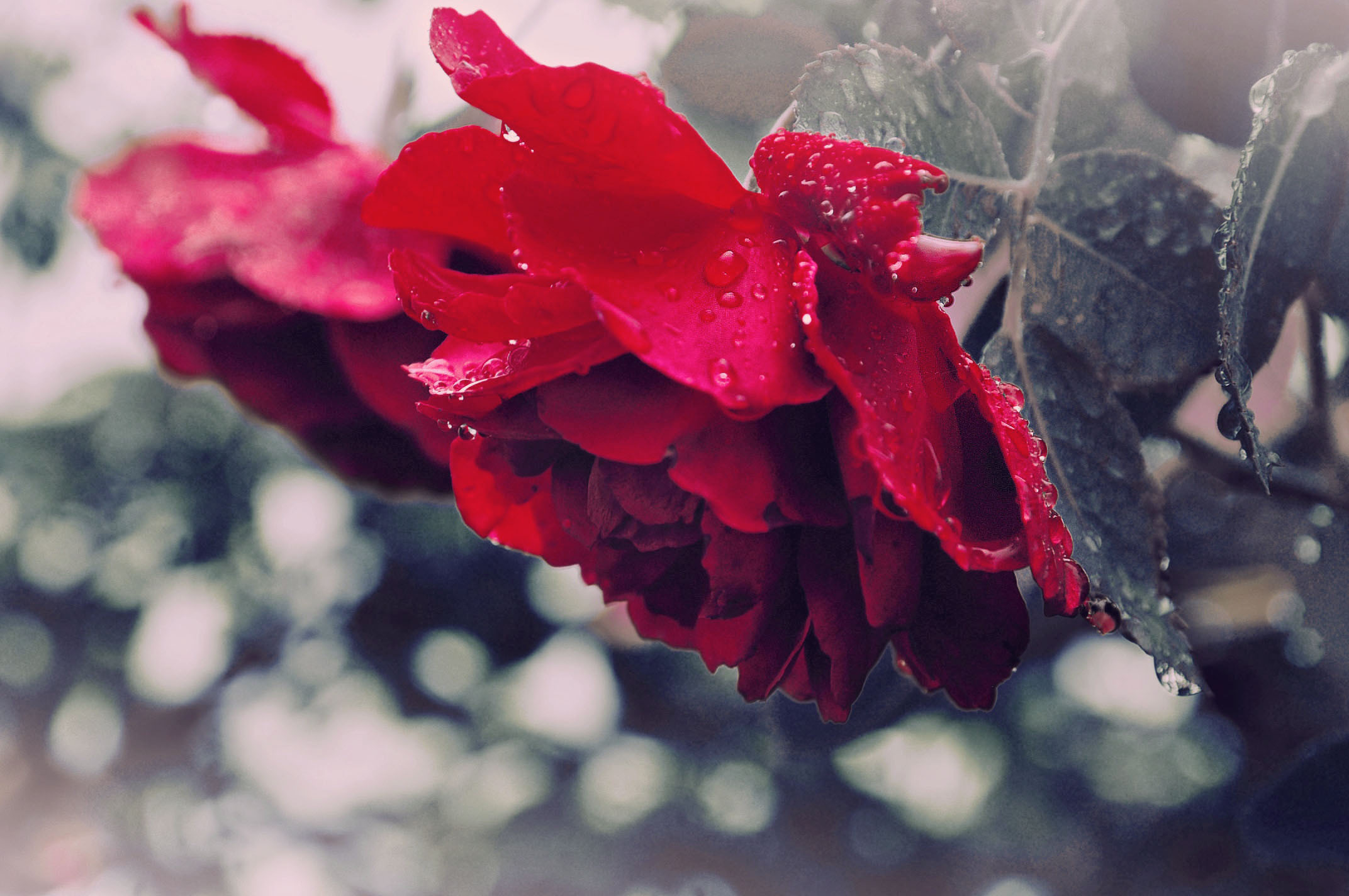 роза капли лепестки rose drops petals без смс