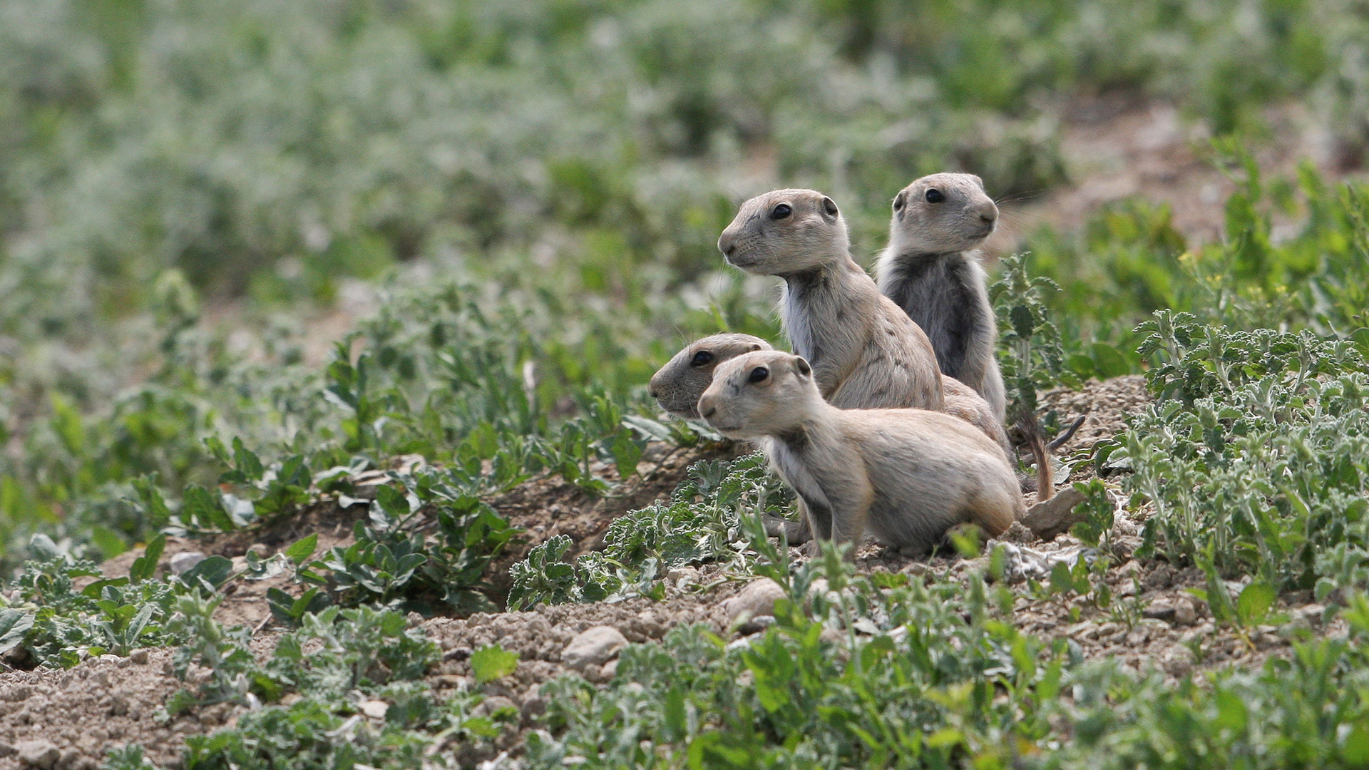 лента, изображения, пульс