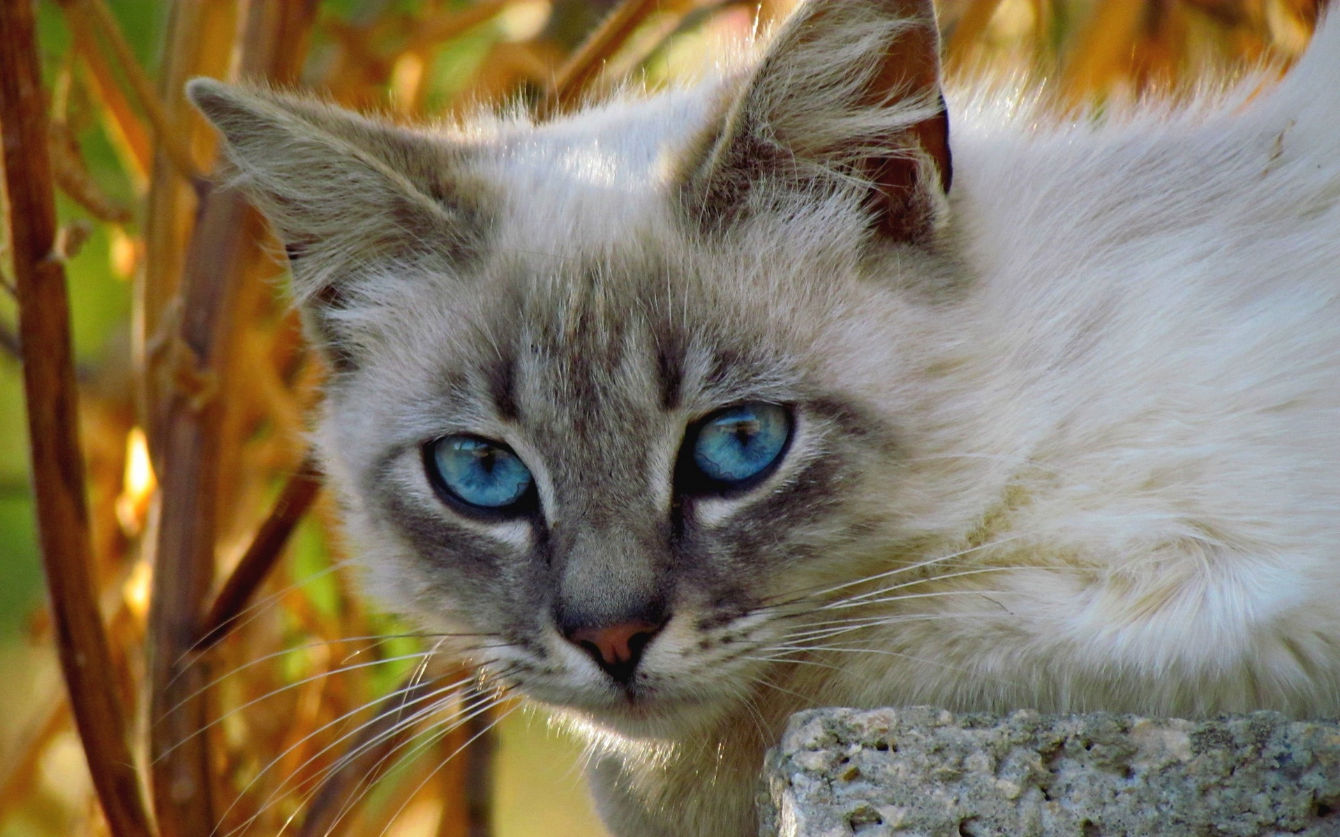 Кошка с голубыми глазами. Бежевая кошка с голубыми глазами. Кошка светлая с голубыми глазами. Золотистая кошка с голубыми глазами.