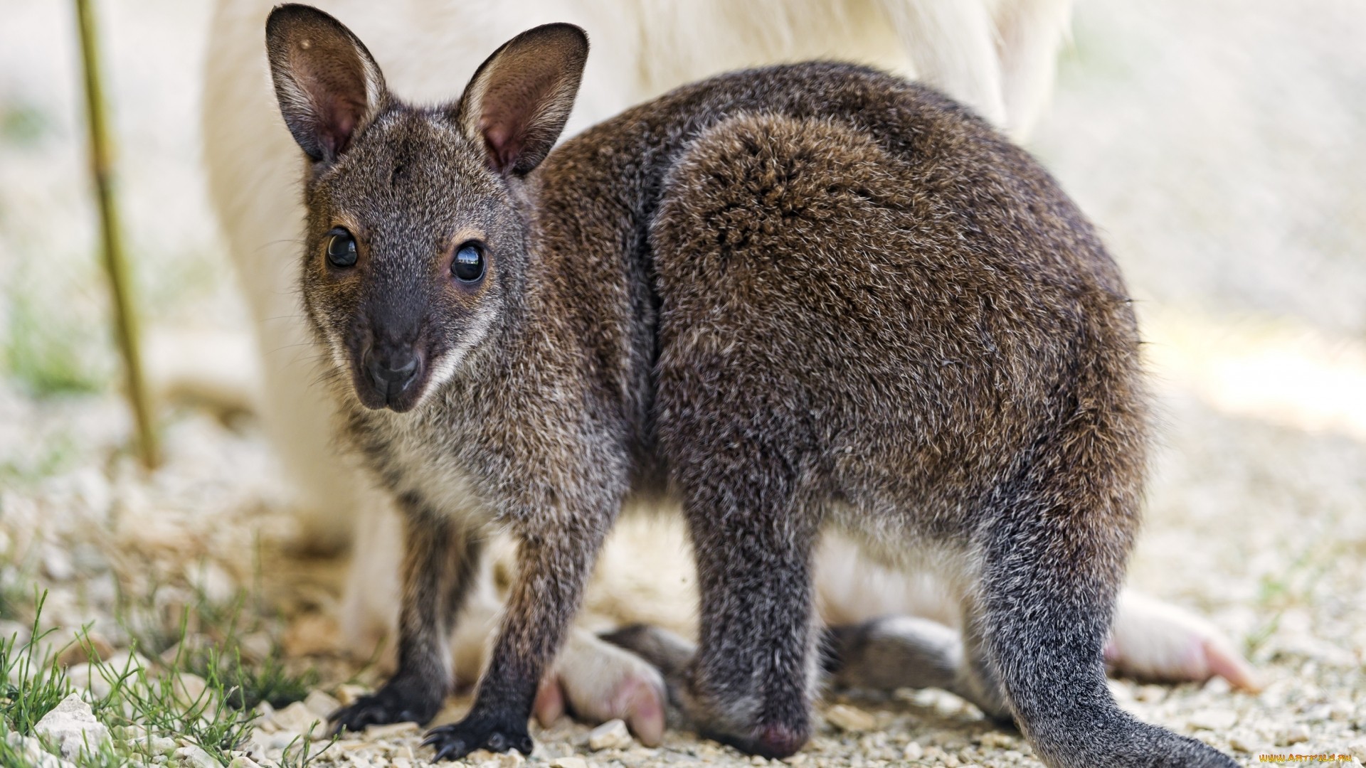 кангару, понти, попка