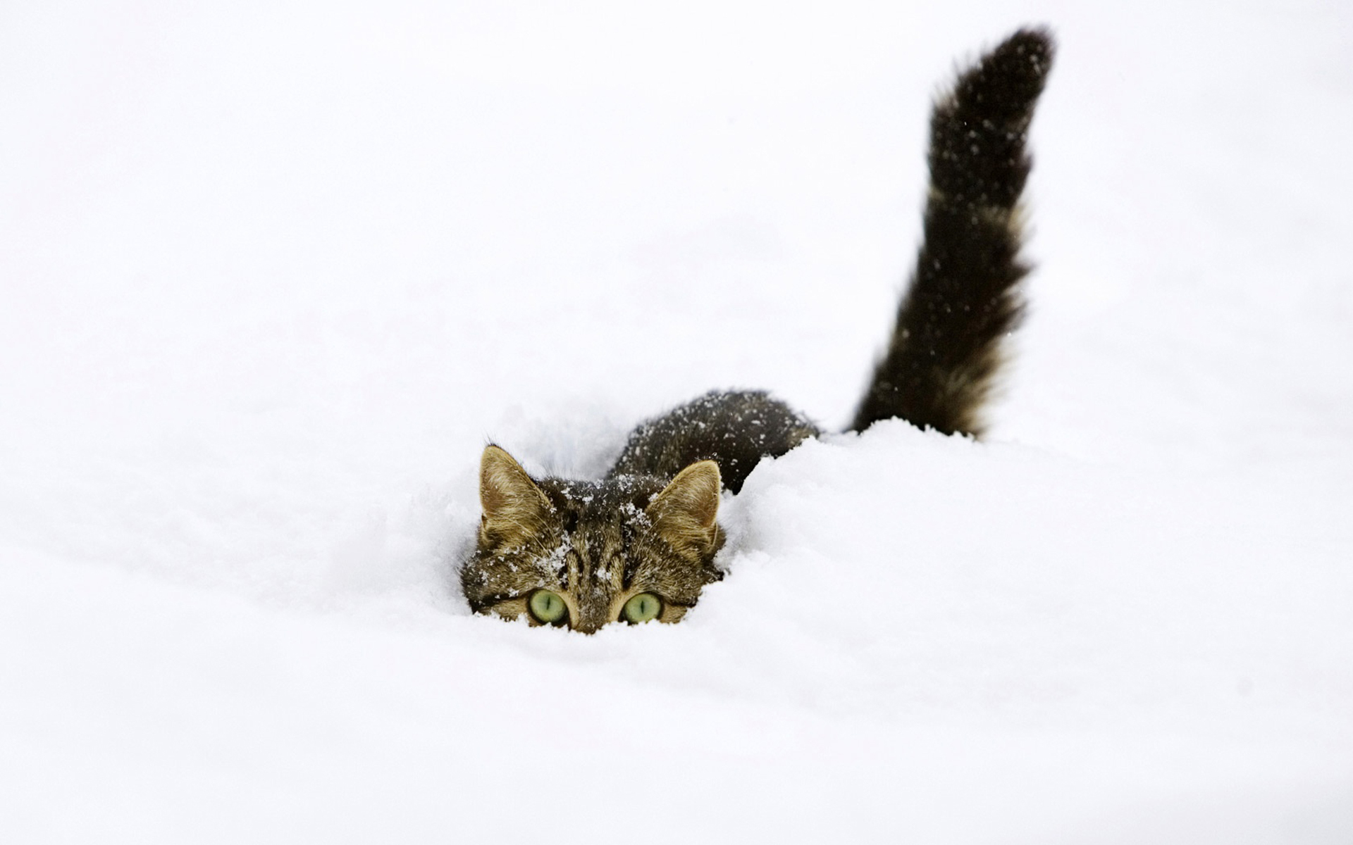 кошки, коты, кот