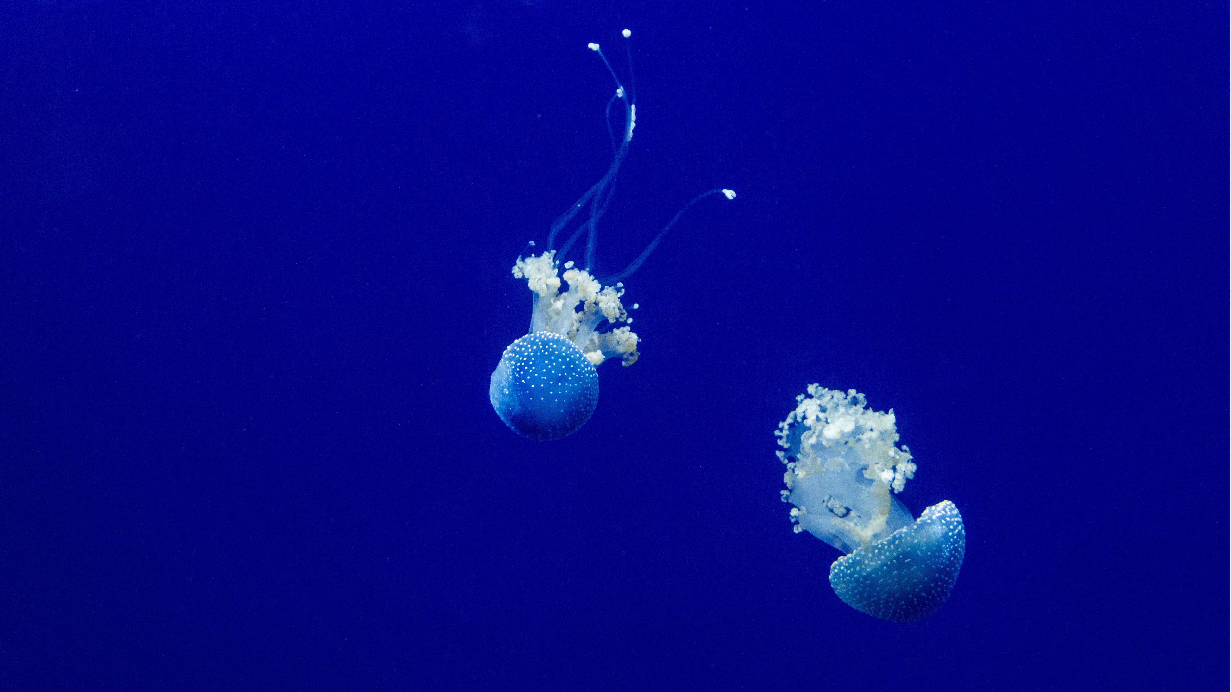 jellyfish